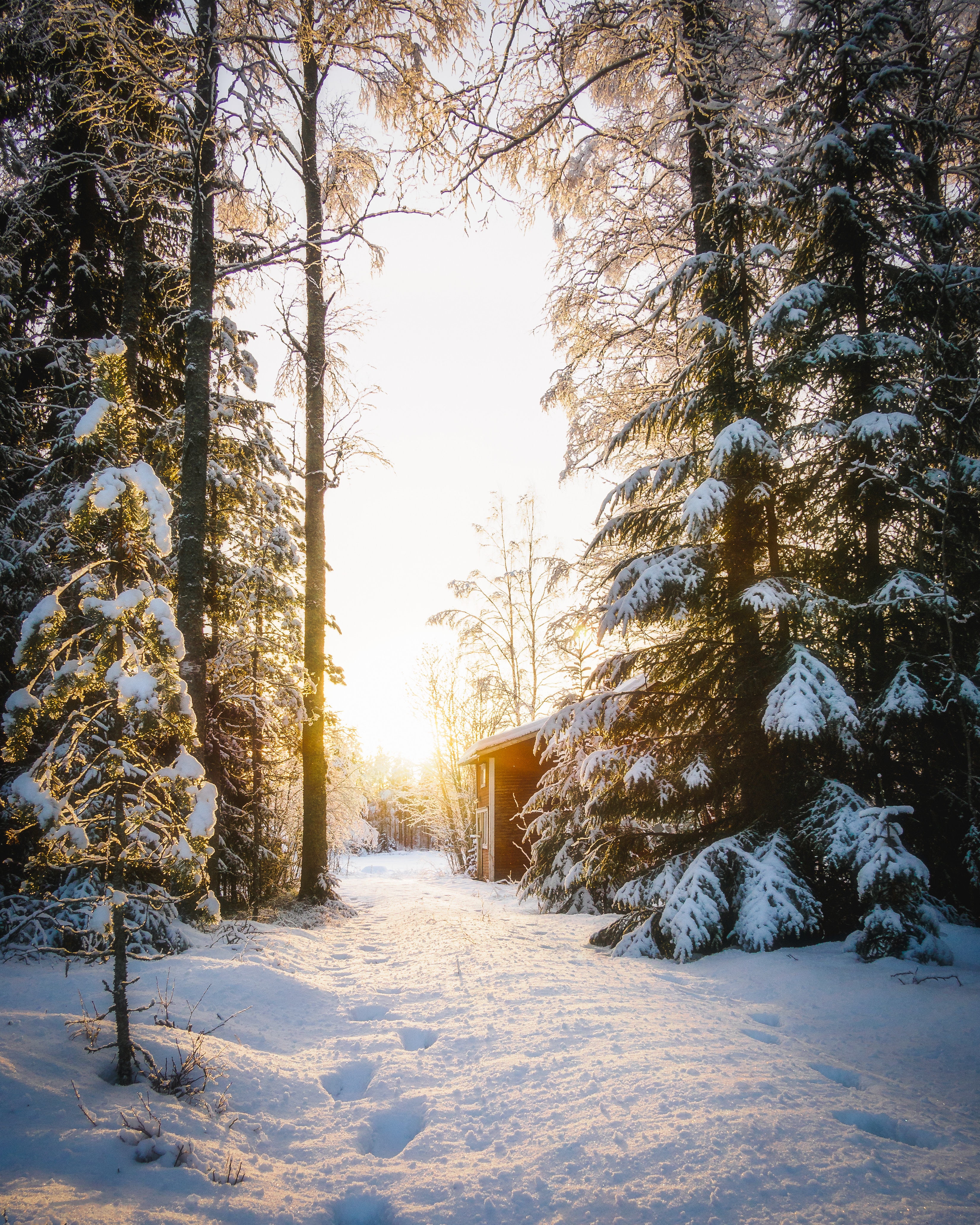 Handy-Wallpaper Schnee, Sonnenlicht, Natur, Wald, Haus, Winter kostenlos herunterladen.