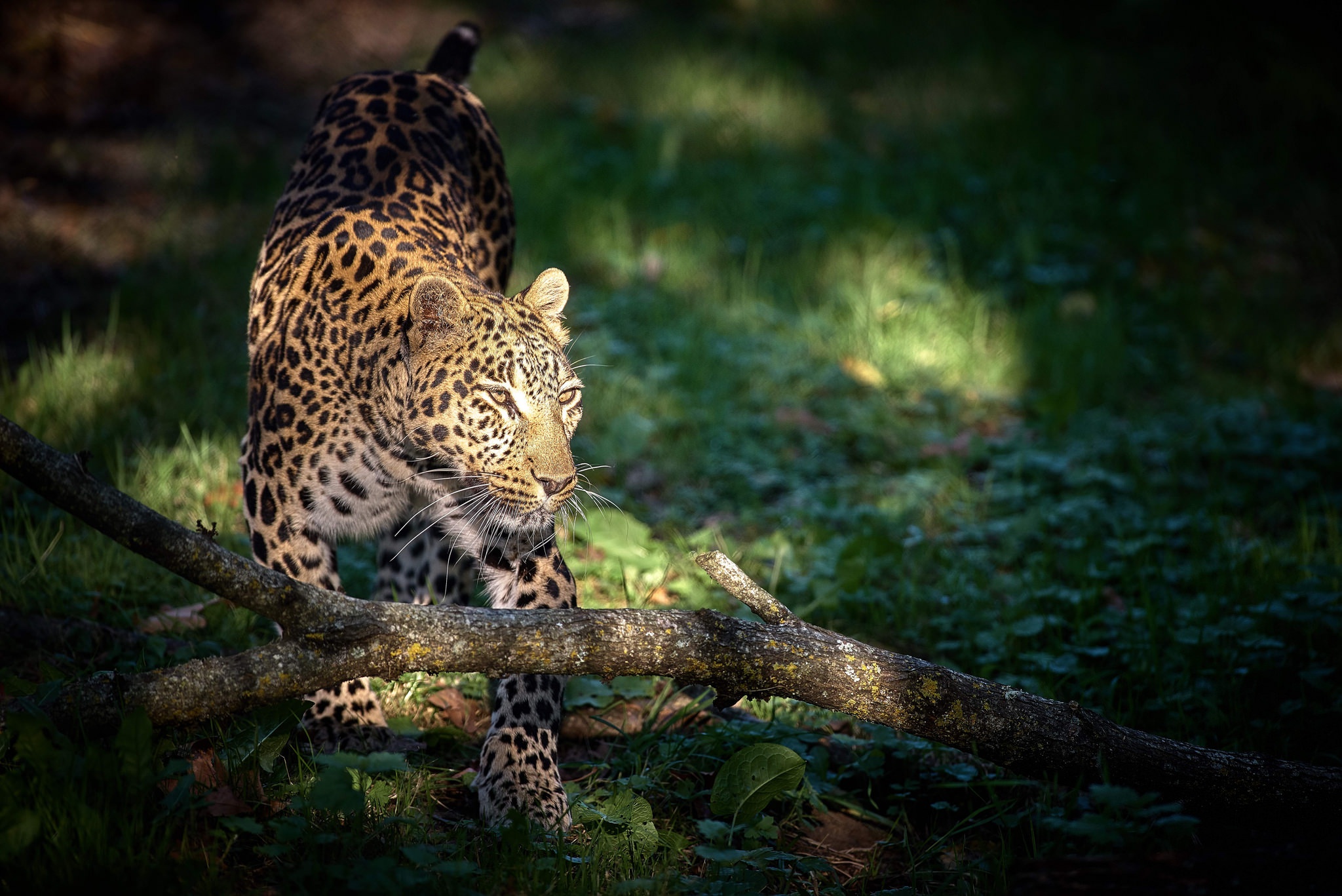 Free download wallpaper Cats, Leopard, Animal on your PC desktop