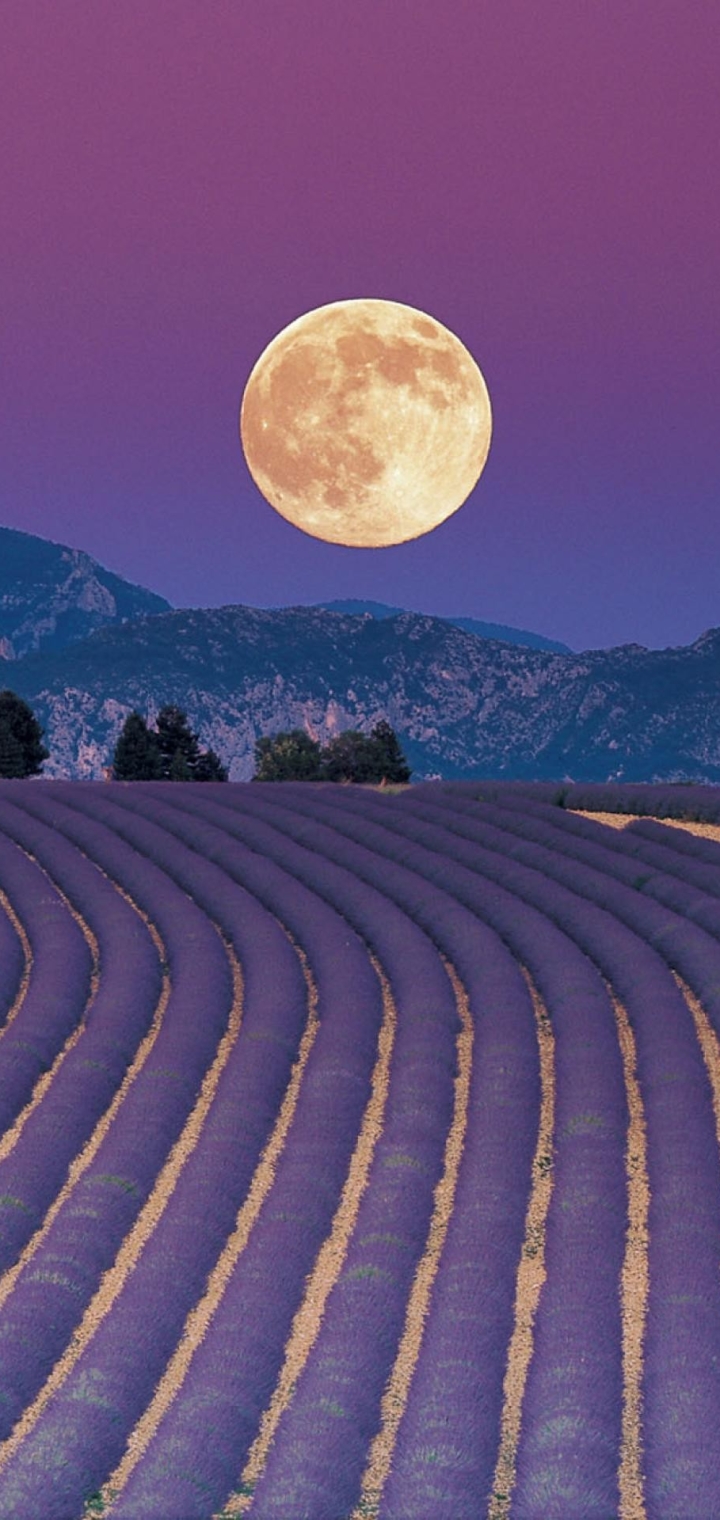 Descarga gratuita de fondo de pantalla para móvil de Flores, Lavanda, Tierra/naturaleza.