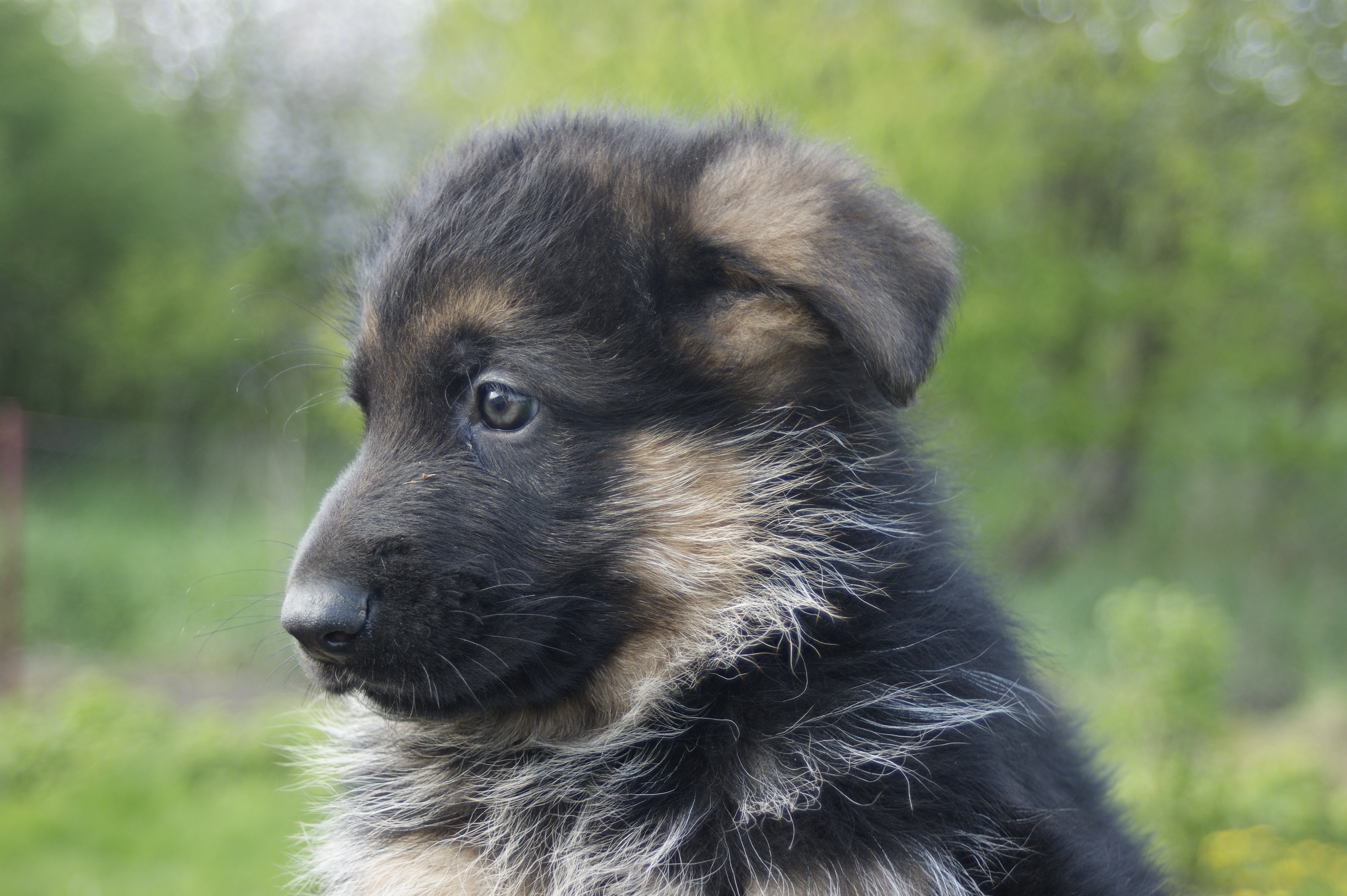 Download mobile wallpaper Dogs, Dog, Muzzle, Animal, Puppy, German Shepherd, Baby Animal for free.