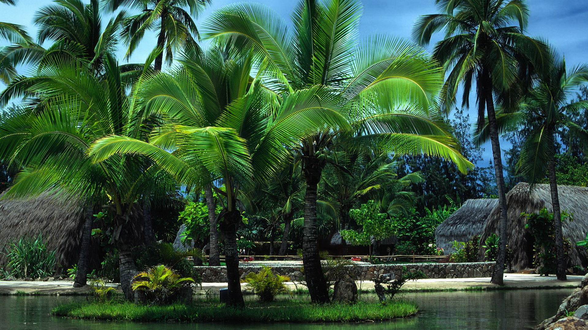 Free download wallpaper Tropical, Photography on your PC desktop