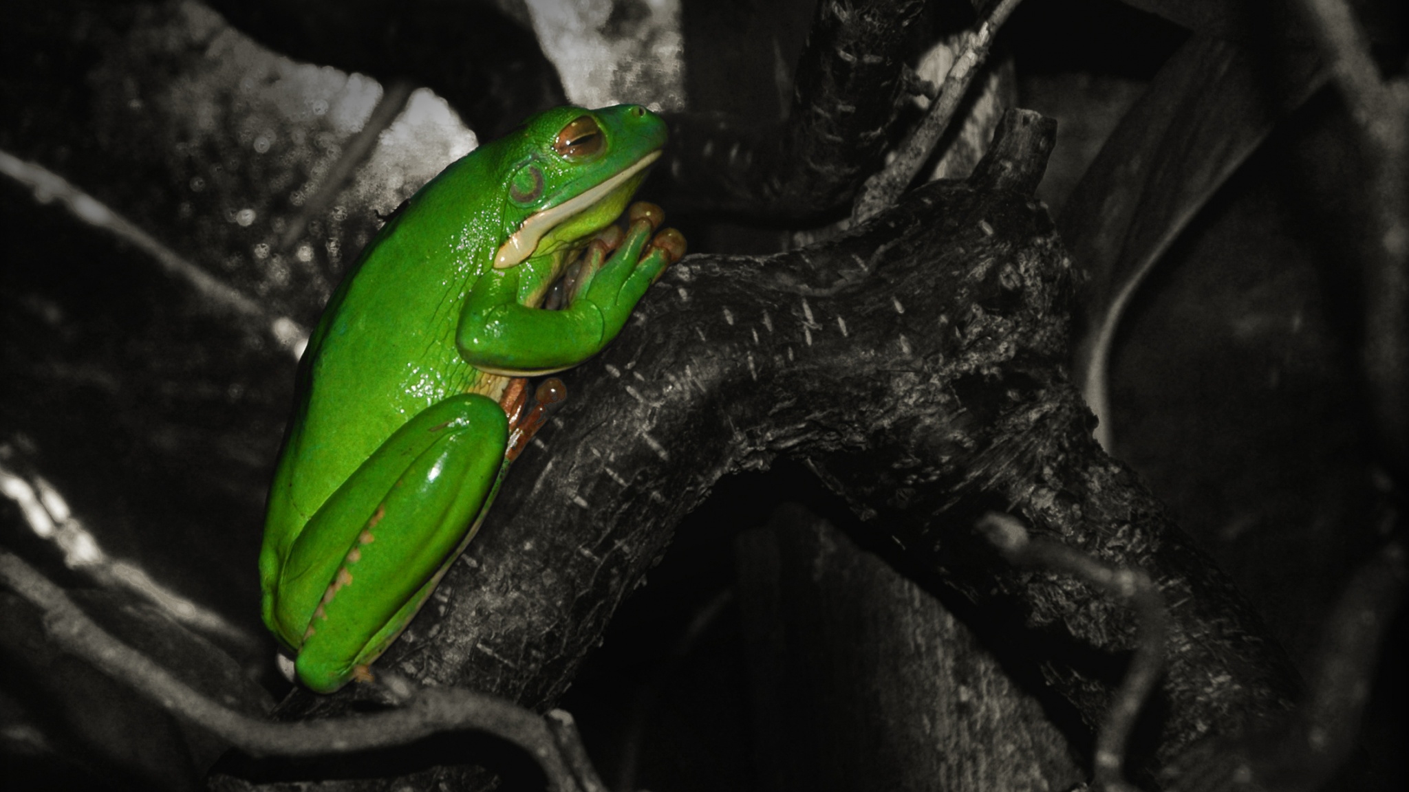 Download mobile wallpaper White Lipped Tree Frog, Tree Frog, Frogs, Frog, Animal for free.