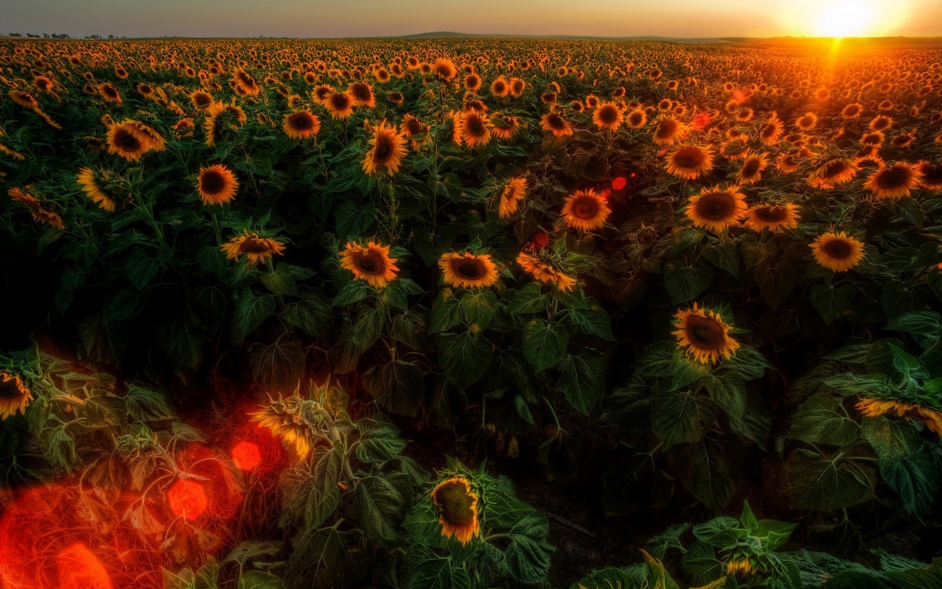 Téléchargez gratuitement l'image Fleurs, Tournesol, Terre/nature sur le bureau de votre PC