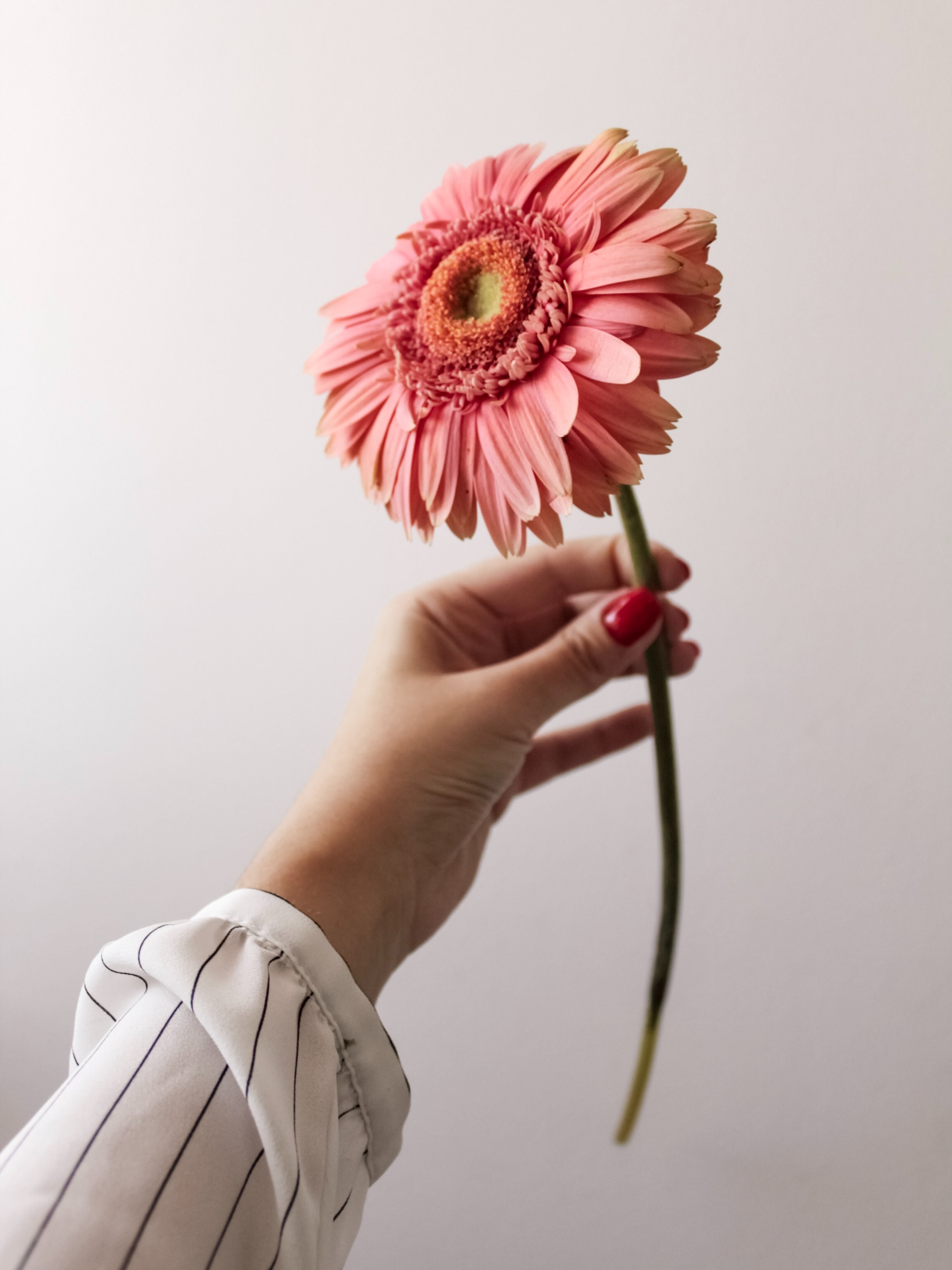 Free download wallpaper Flowers, Pink, Flower, Hand on your PC desktop