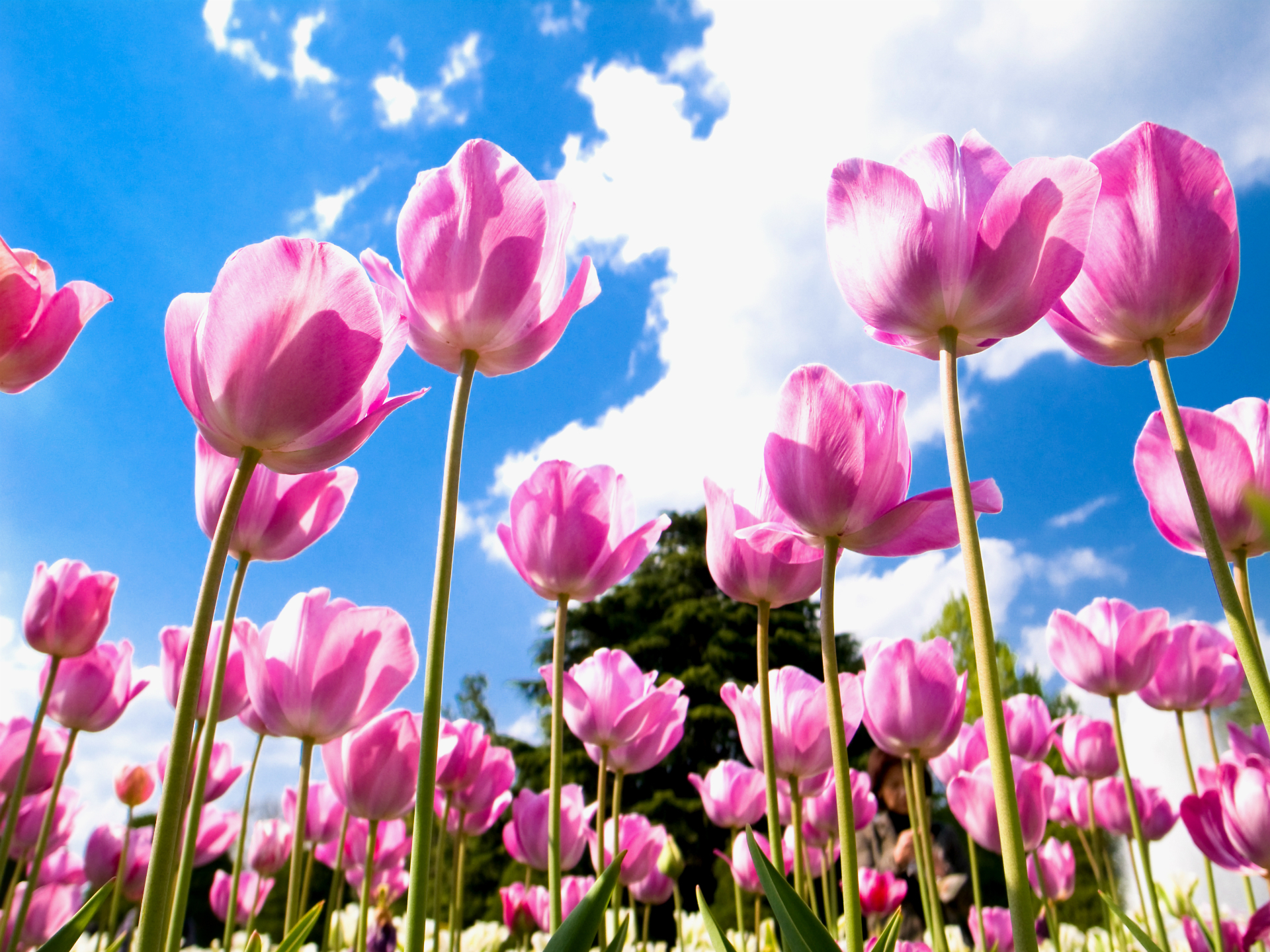 Download mobile wallpaper Flowers, Flower, Earth, Tulip for free.