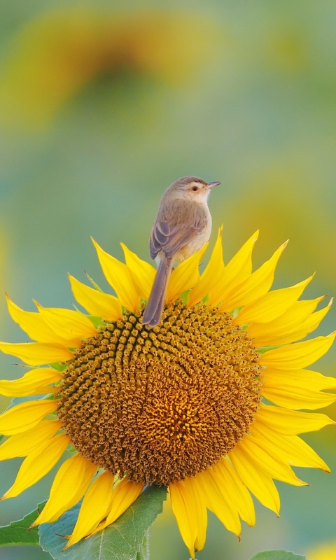 animal, warbler, flower, bird, sunflower, birds
