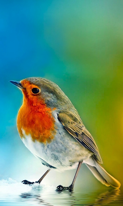 Download mobile wallpaper Birds, Bird, Animal, Colorful, Robin for free.