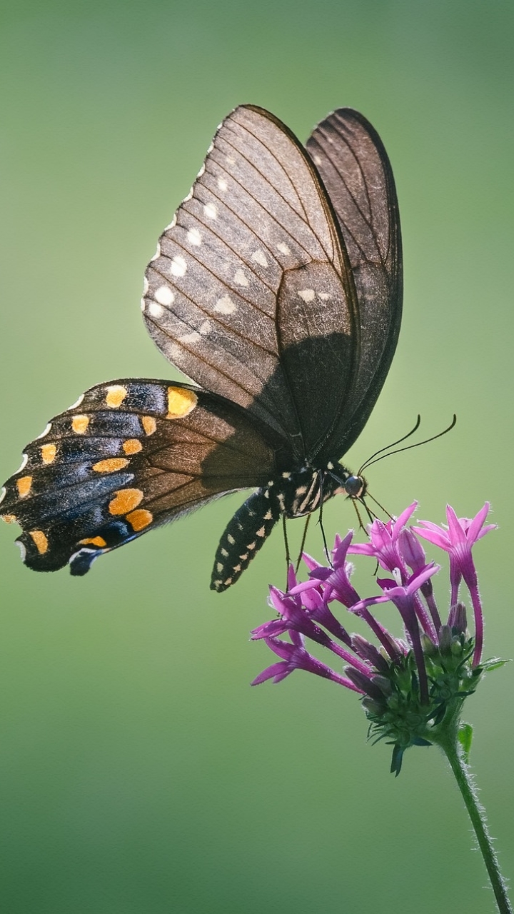 無料モバイル壁紙動物, 蝶, 花, 虫をダウンロードします。