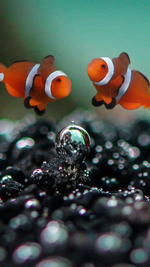 Download mobile wallpaper Sea, Fishes, Animal, Fish, Underwater, Clownfish for free.