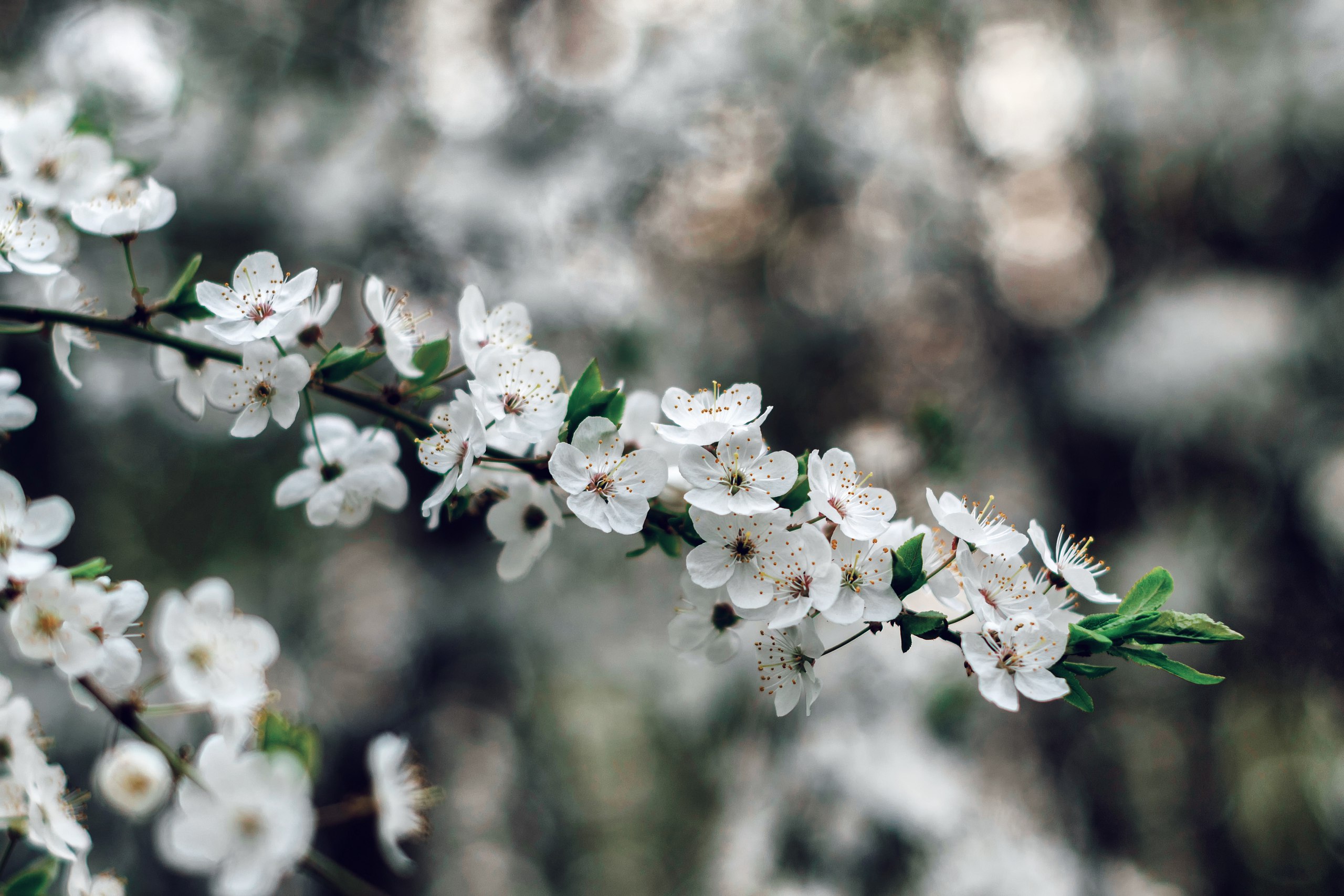 Free download wallpaper Flowers, Earth, Blossom on your PC desktop