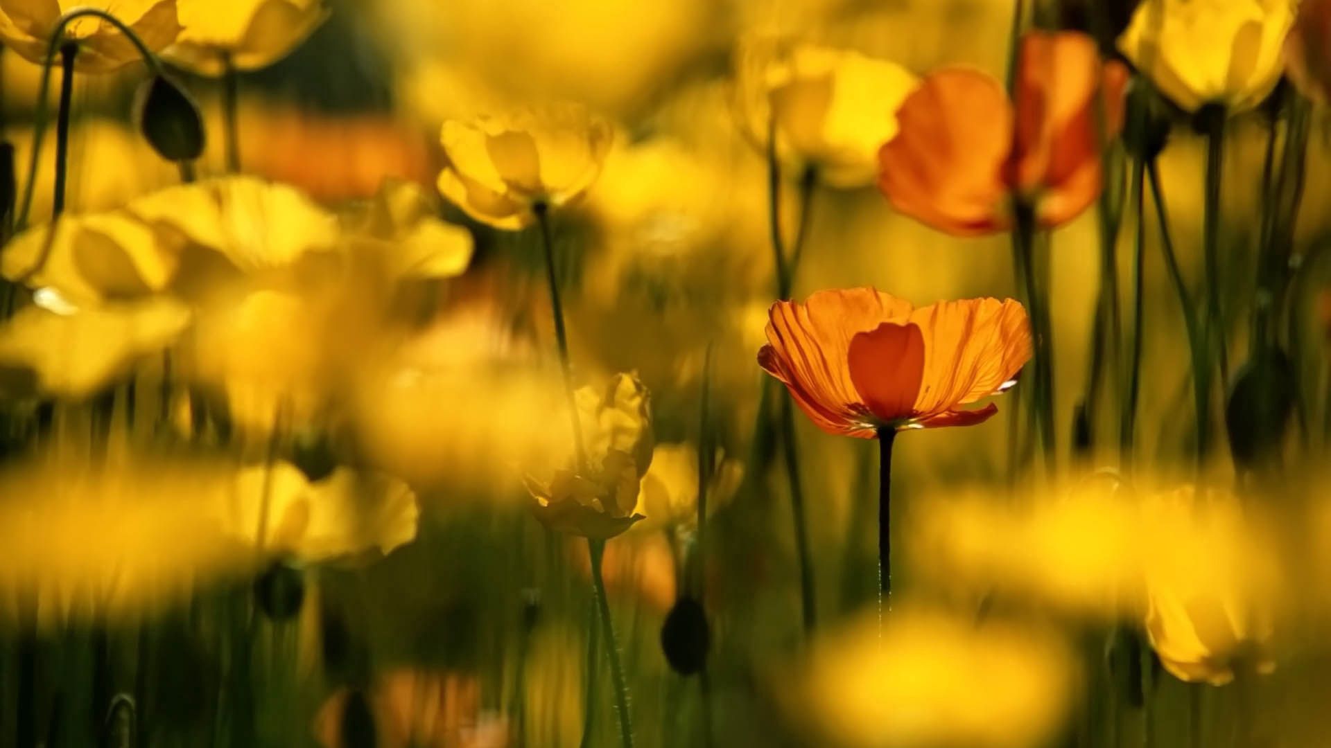 Laden Sie das Makro, Blühen, Grass, Blume, Blühenden, Pflanze-Bild kostenlos auf Ihren PC-Desktop herunter