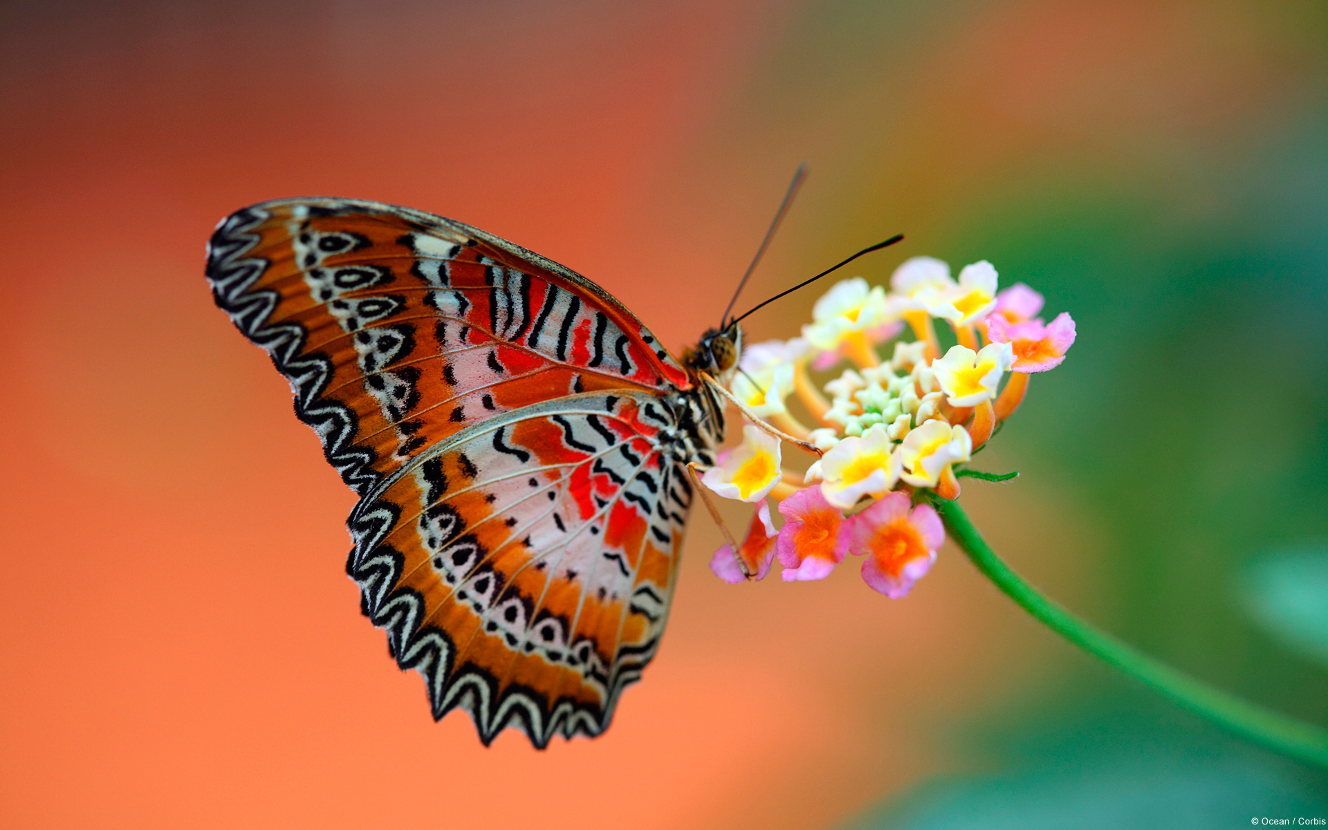 PCデスクトップに動物, 蝶, 花画像を無料でダウンロード