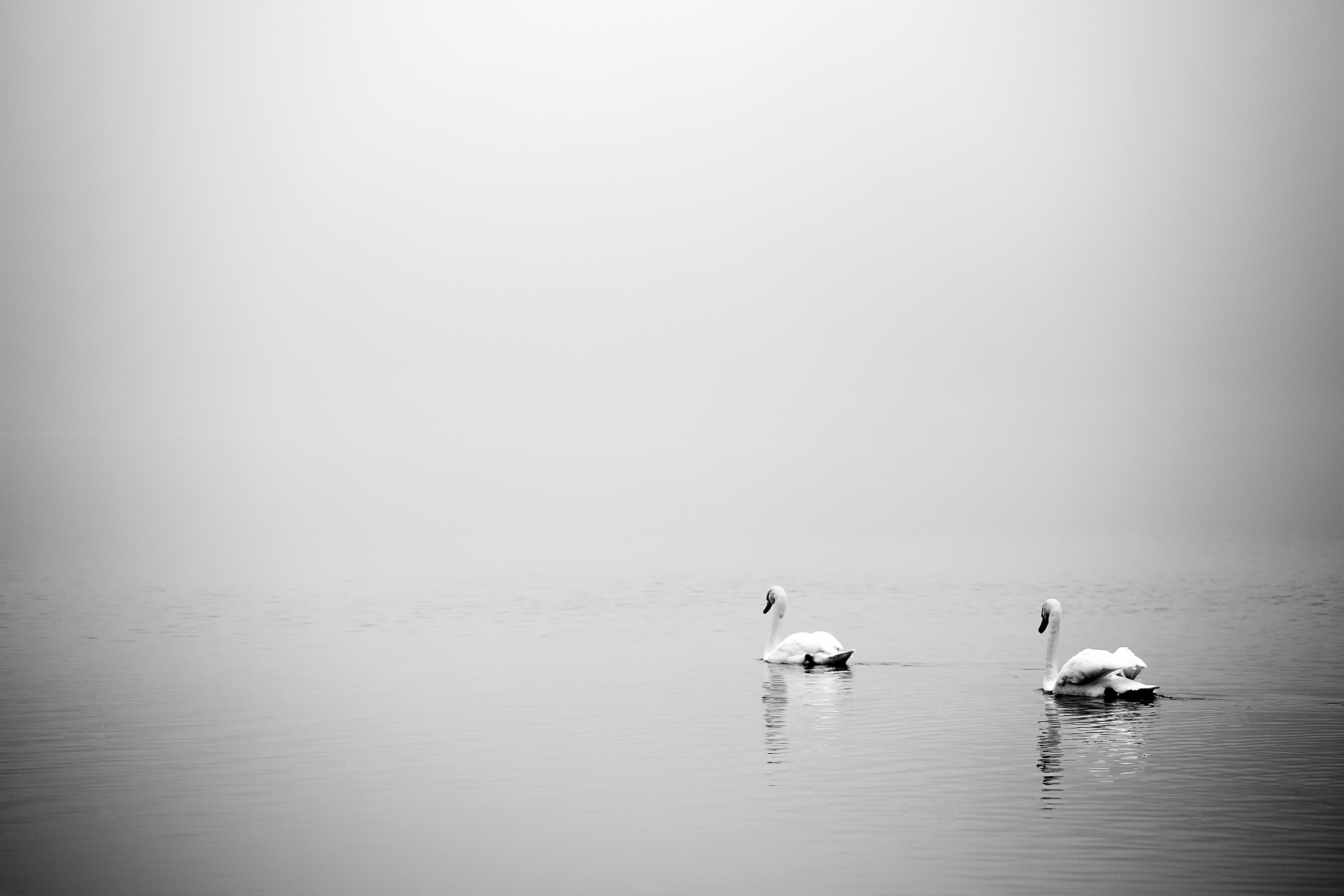 Download mobile wallpaper Birds, Bird, Fog, Animal, Swan, Black & White, Mute Swan for free.