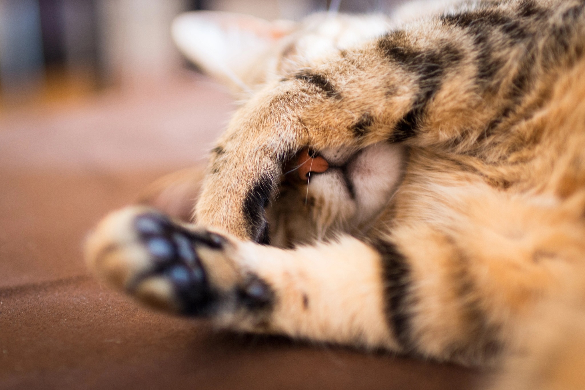 Handy-Wallpaper Tiere, Katzen, Katze kostenlos herunterladen.