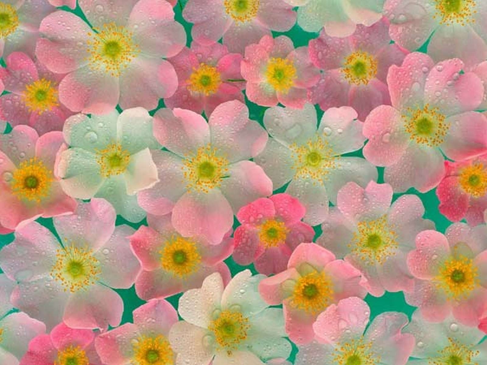 Free download wallpaper Flowers, Pictures on your PC desktop