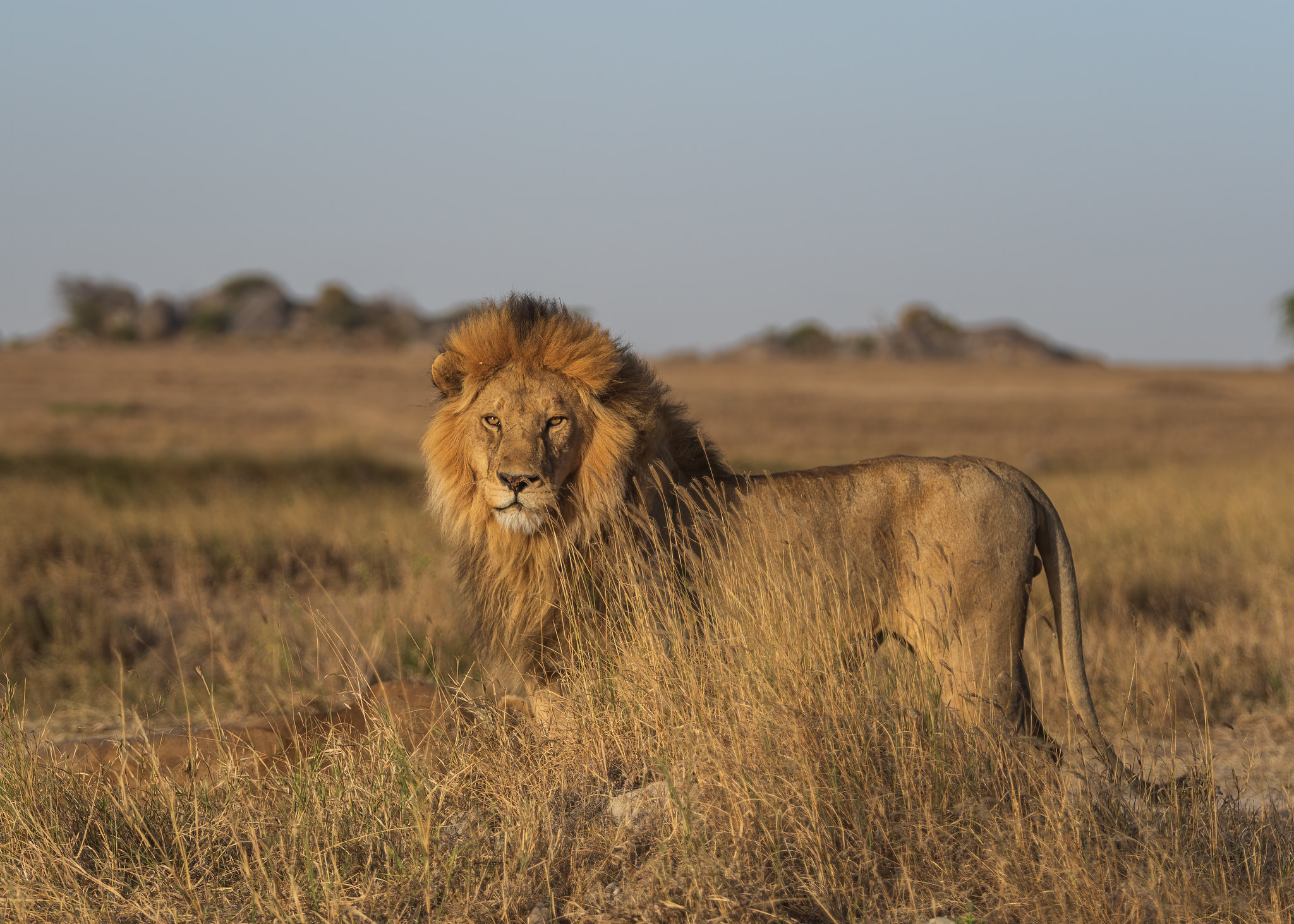 Die besten Serengeti-Hintergründe für den Telefonbildschirm