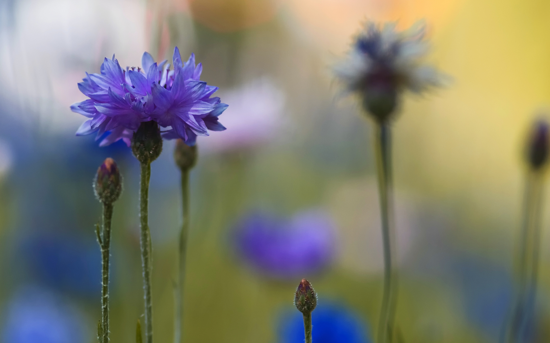 Descarga gratuita de fondo de pantalla para móvil de Flor, Tierra/naturaleza.