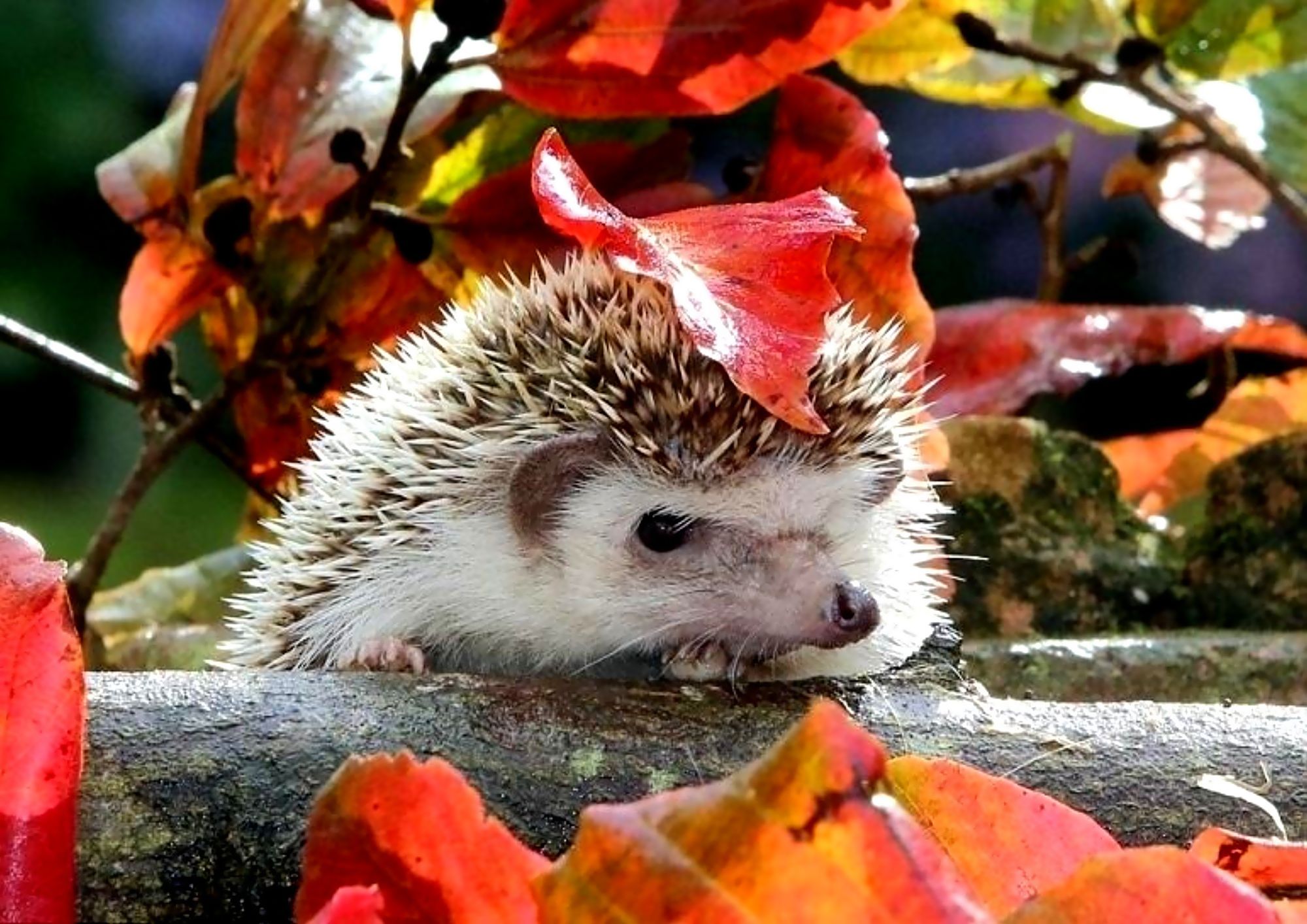 animal, hedgehog