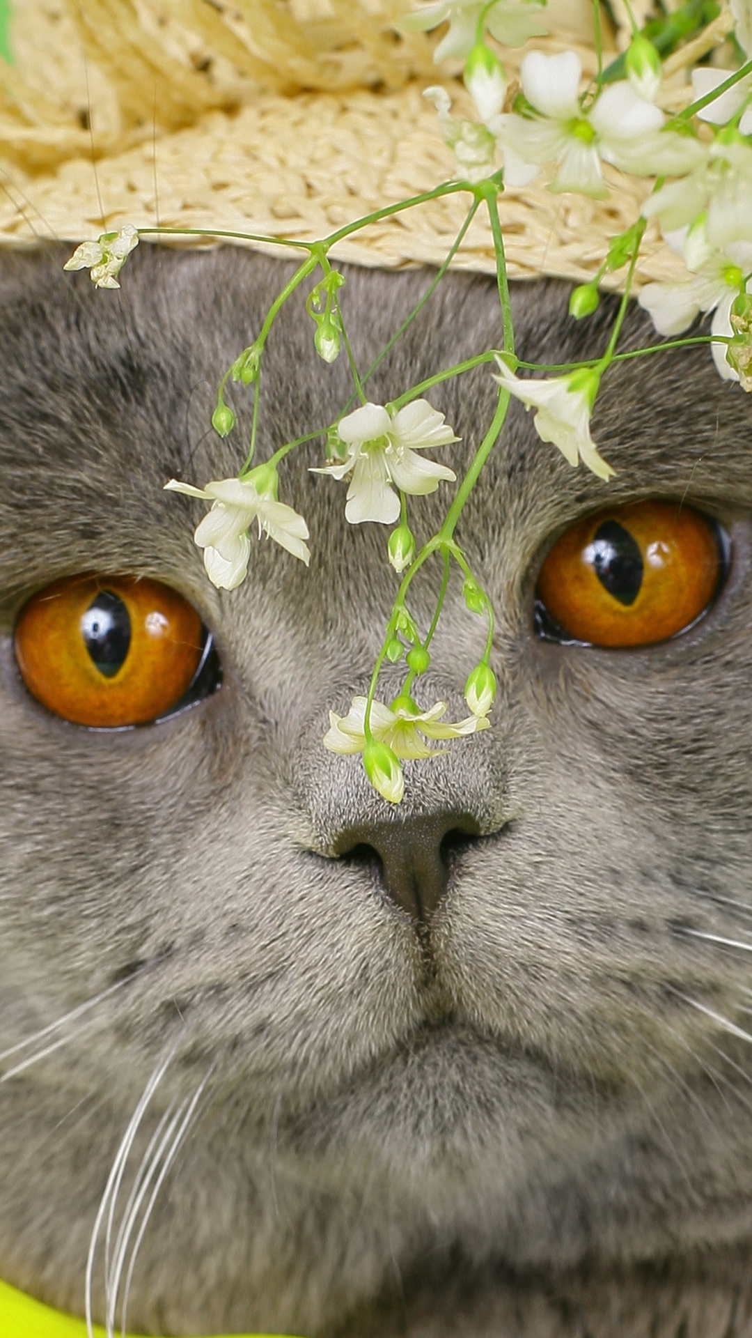 Handy-Wallpaper Tiere, Katzen, Katze kostenlos herunterladen.