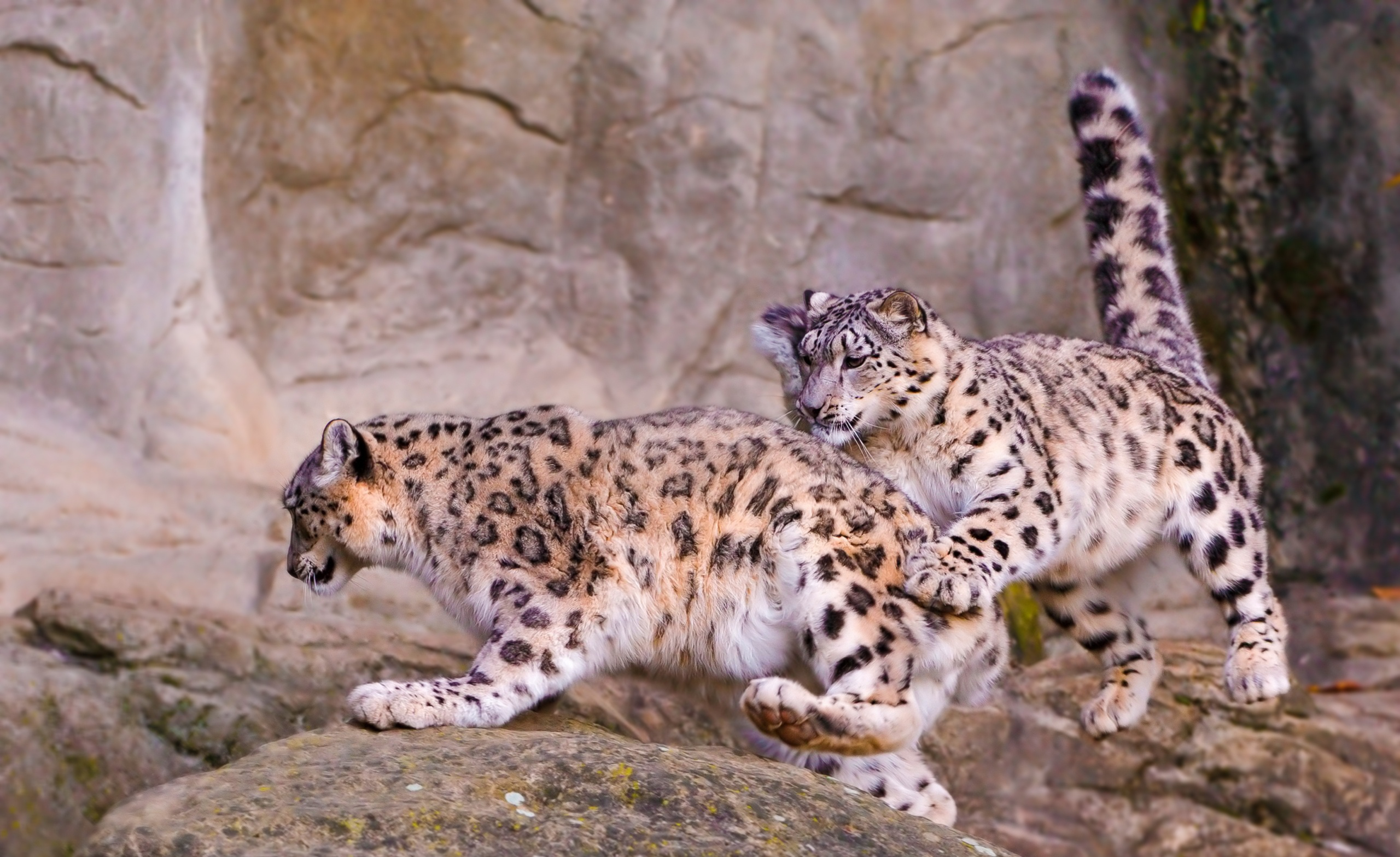 animal, snow leopard, playing, cats