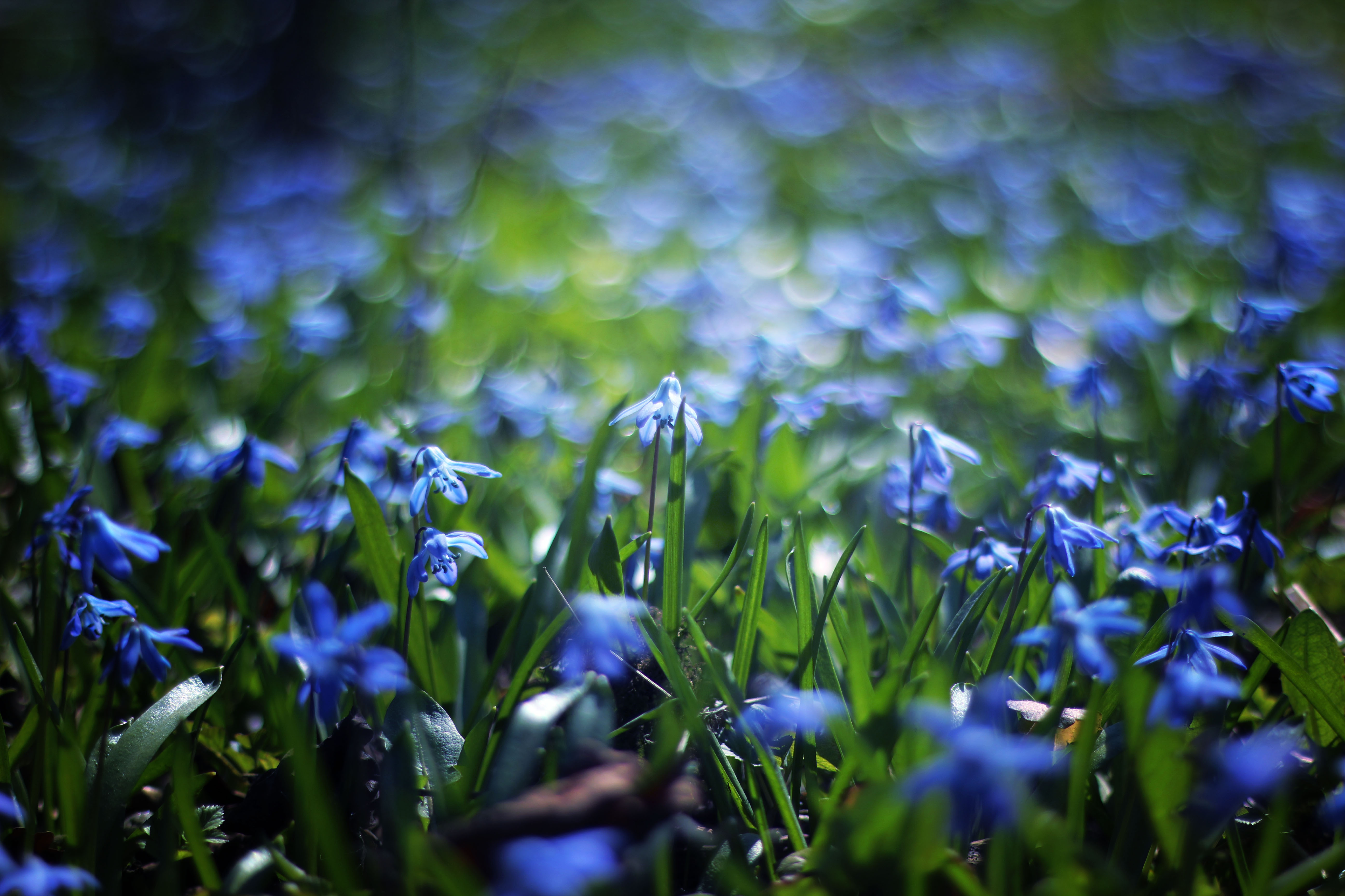 Download mobile wallpaper Nature, Flowers, Flower, Close Up, Earth, Bokeh, Blue Flower for free.