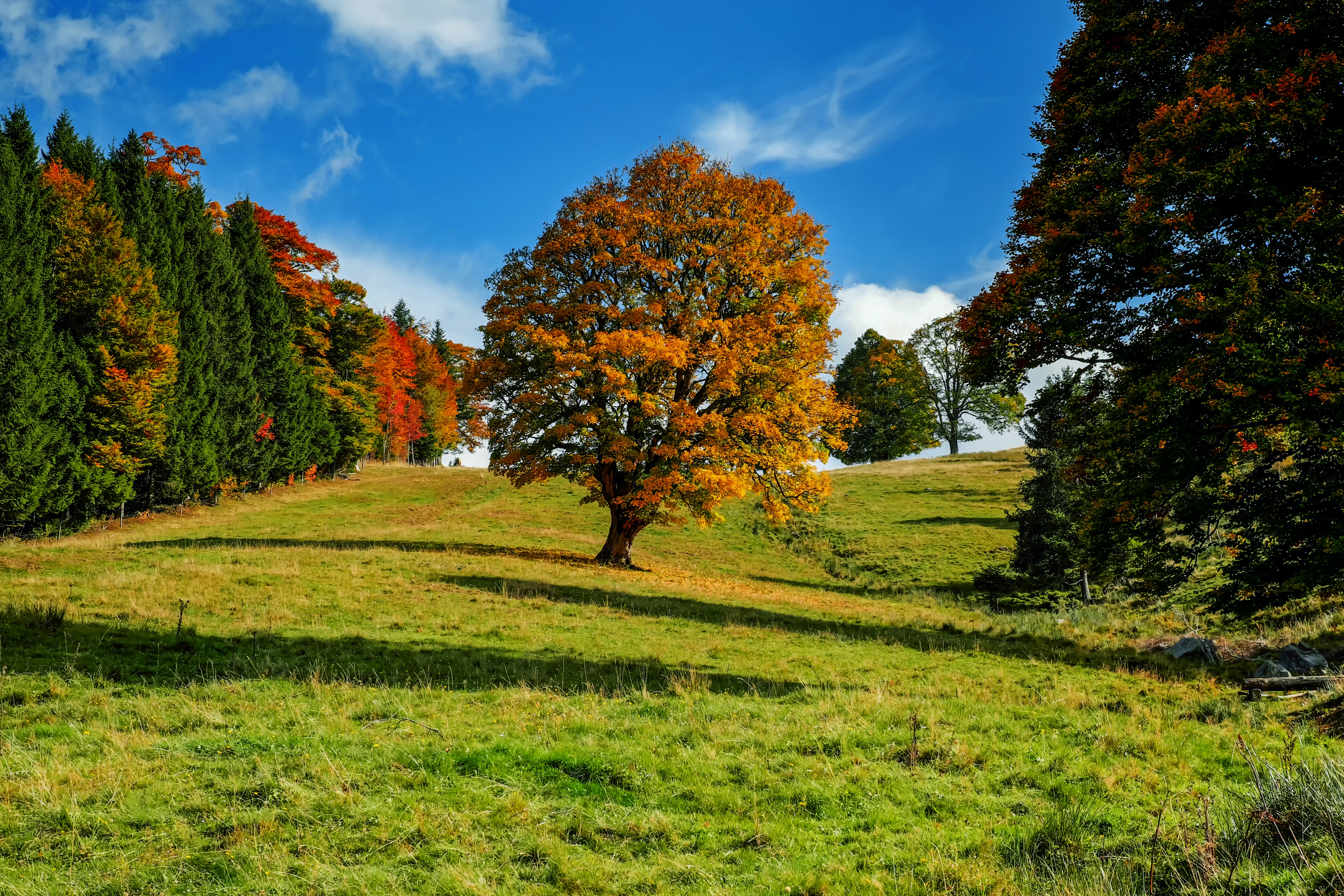 Laden Sie das Holz, Wald, Idylle, Natur, Baum, Herbst-Bild kostenlos auf Ihren PC-Desktop herunter