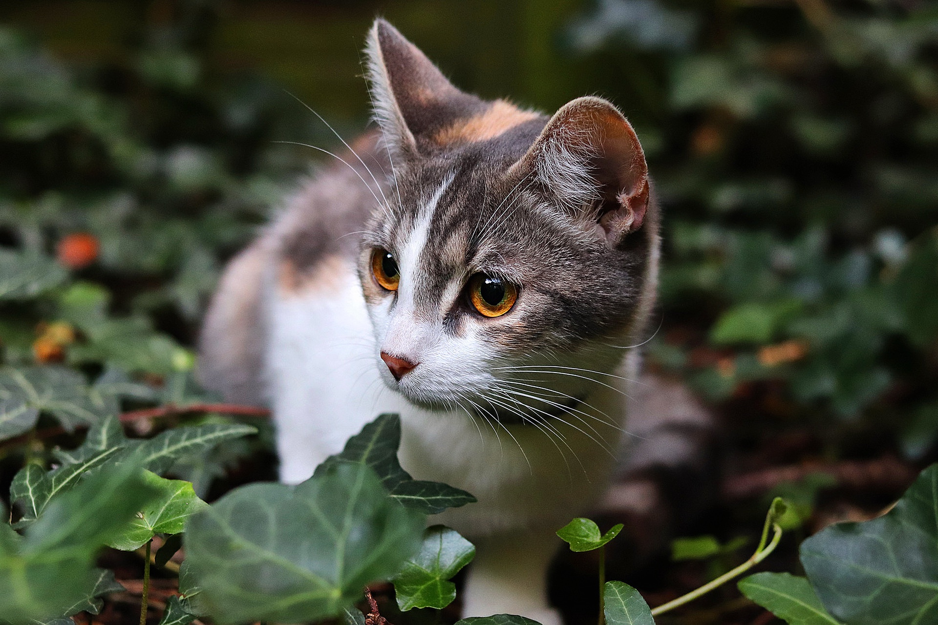 Скачати мобільні шпалери Кішка, Кошеня, Тварина, Коти, Дитинча Тварини безкоштовно.