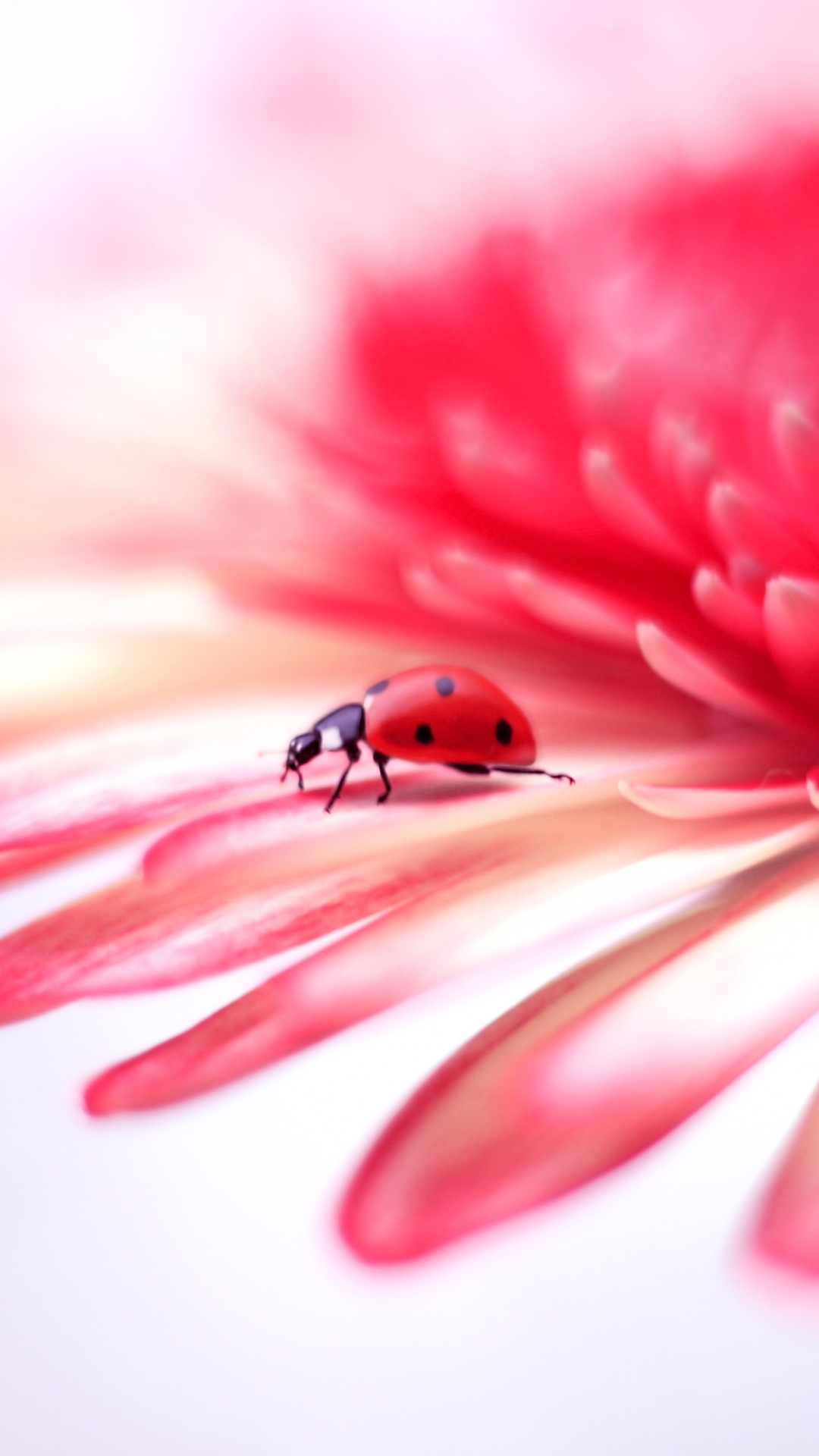 無料モバイル壁紙動物, てんとう虫, 花, 大きい, ピンクの花, 虫をダウンロードします。