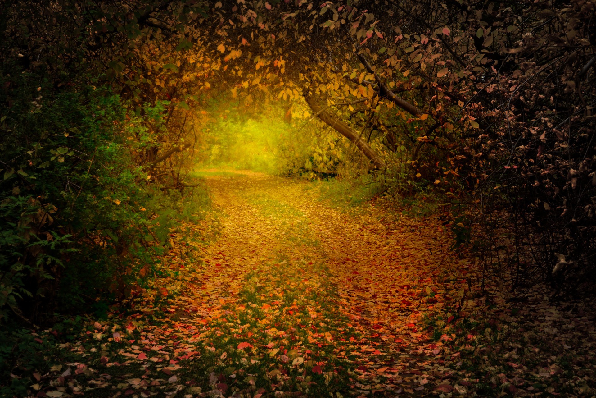 Free download wallpaper Forest, Tree, Fog, Fall, Path, Man Made on your PC desktop