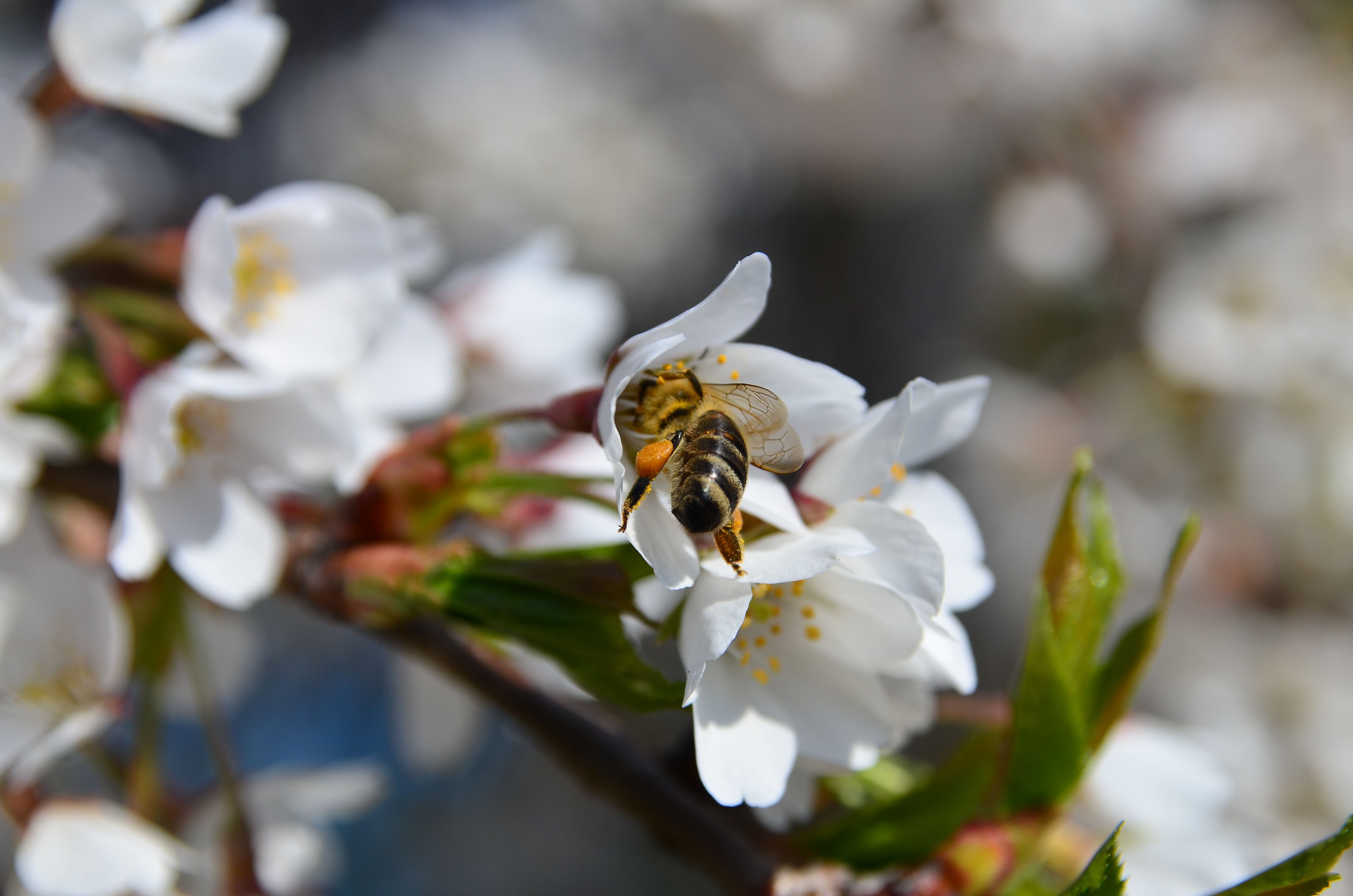 bee, cherry, macro, bloom, flowering, pollination