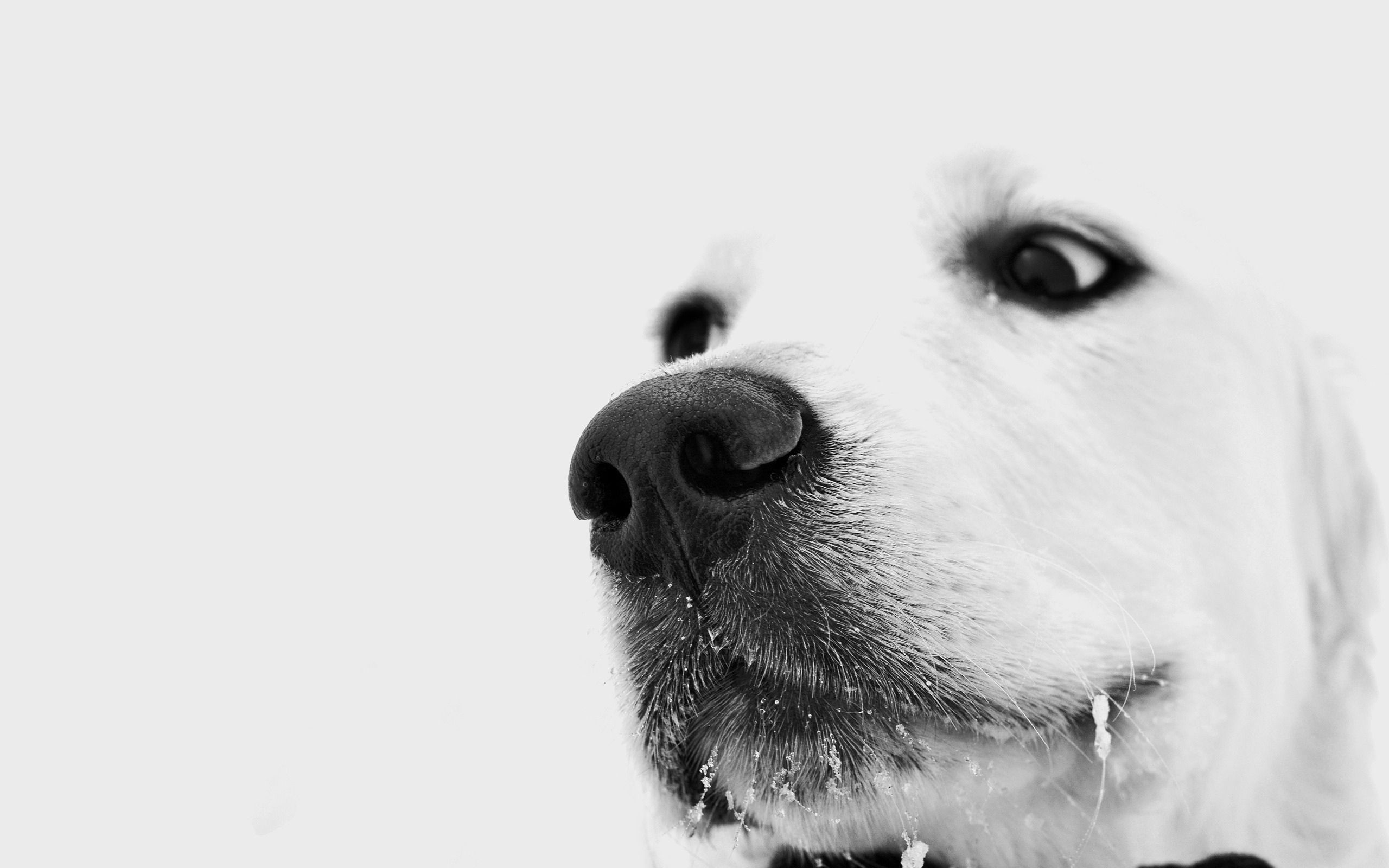 119223 descargar fondo de pantalla animales, blanco, perro, bozal, nariz: protectores de pantalla e imágenes gratis