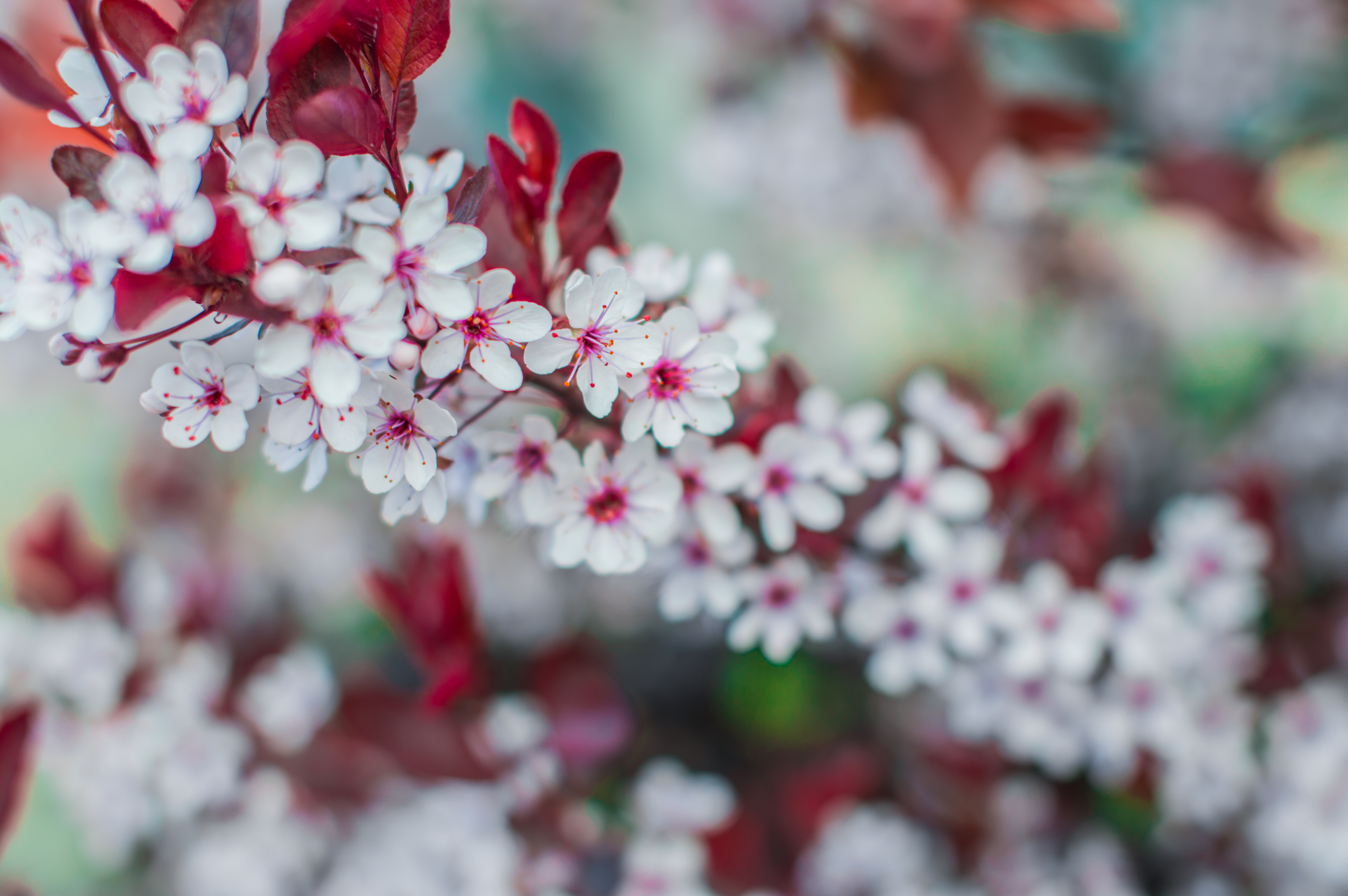 Laden Sie das Ast, Blühen, Zweig, Blühenden, Blumen, Frühling-Bild kostenlos auf Ihren PC-Desktop herunter