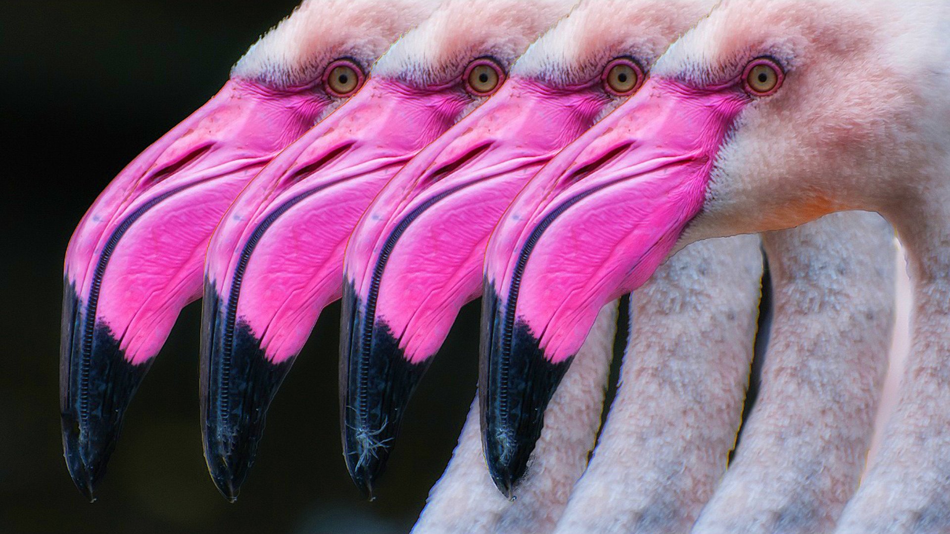 390951 Hintergrundbild herunterladen tiere, flamingo, schnabel, vogel, rosa, vögel - Bildschirmschoner und Bilder kostenlos