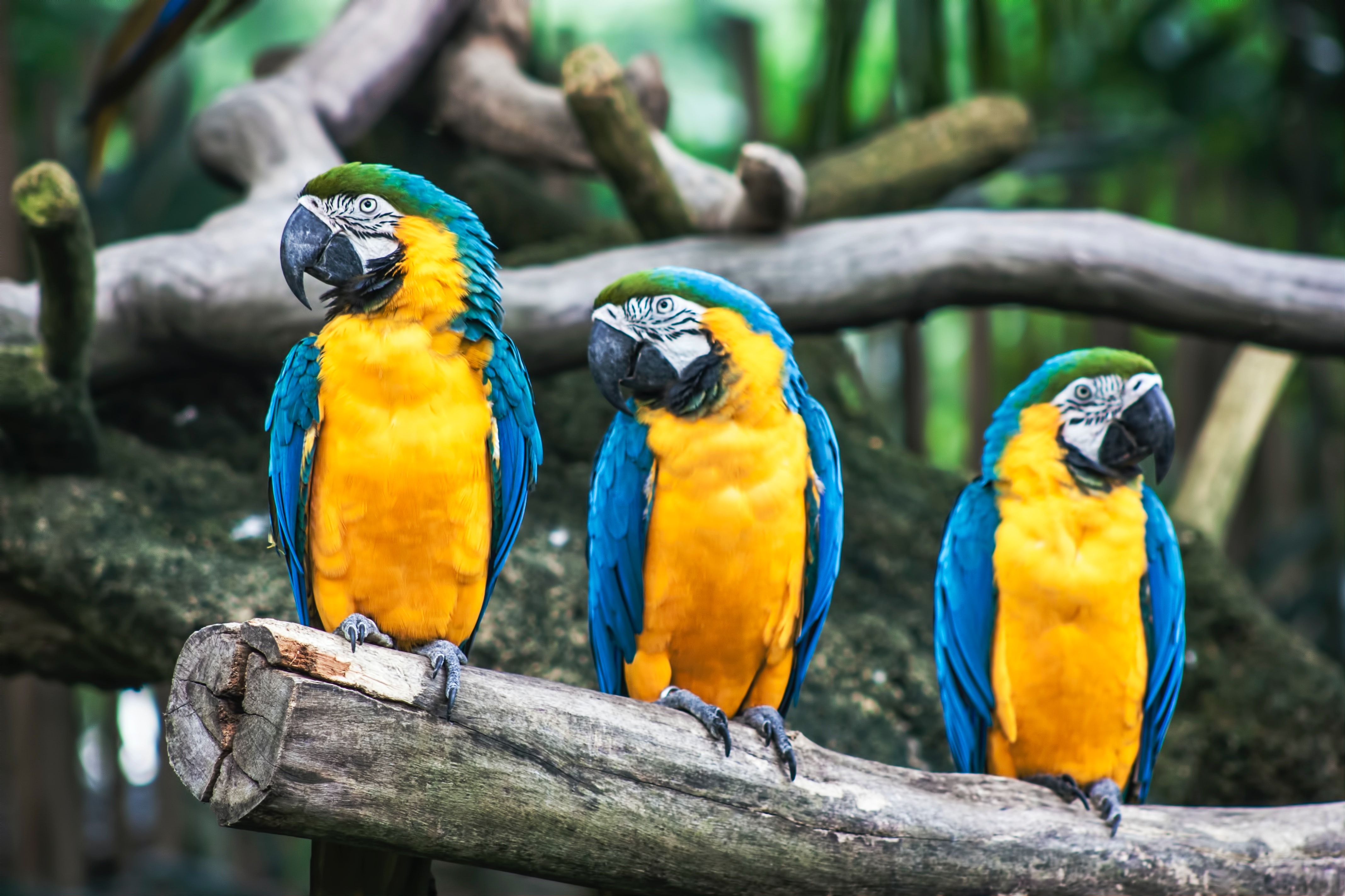 Download mobile wallpaper Birds, Bird, Animal, Blue And Yellow Macaw for free.