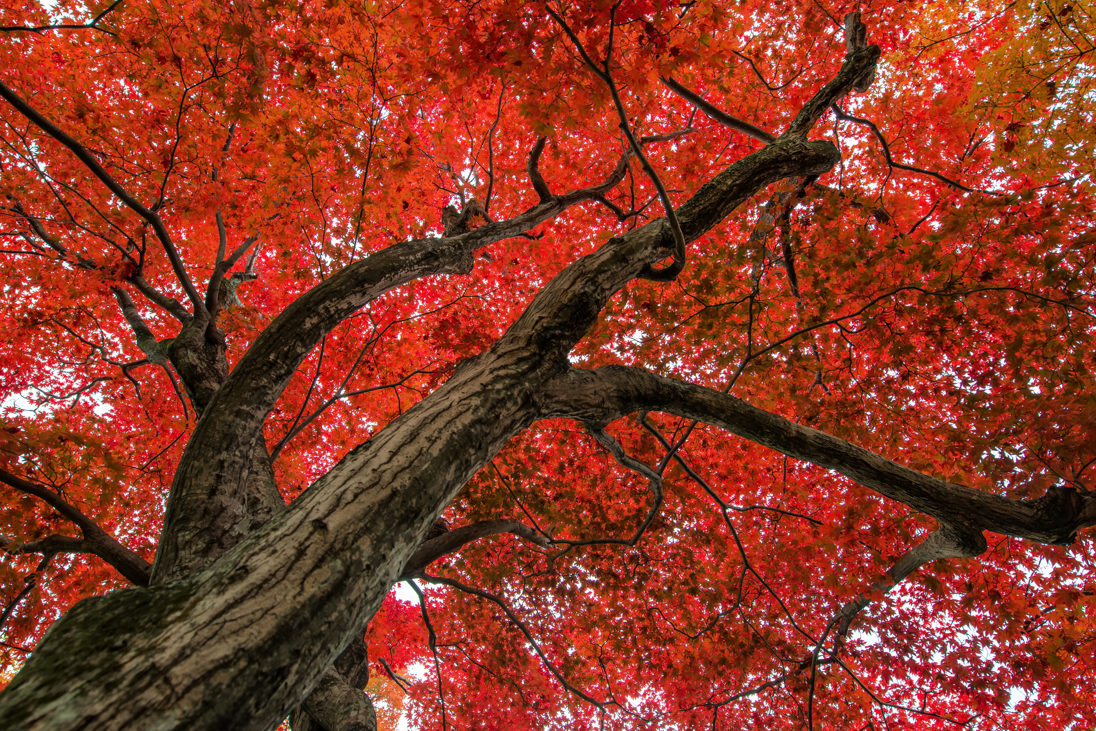 Download mobile wallpaper Trees, Leaf, Fall, Branch, Earth, Maple Tree for free.