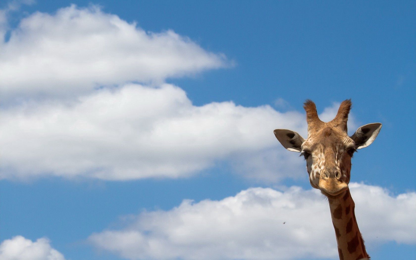 Скачать обои бесплатно Жираф, Небо, Природа, Животные картинка на рабочий стол ПК