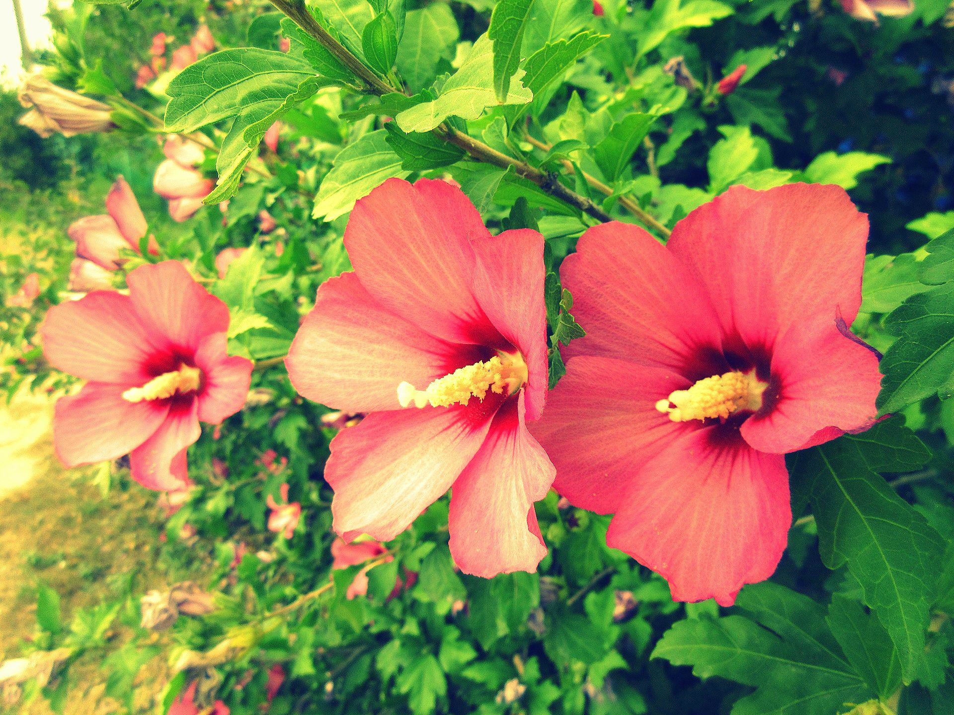 Baixar papel de parede para celular de Flores, Hibisco, Terra/natureza gratuito.