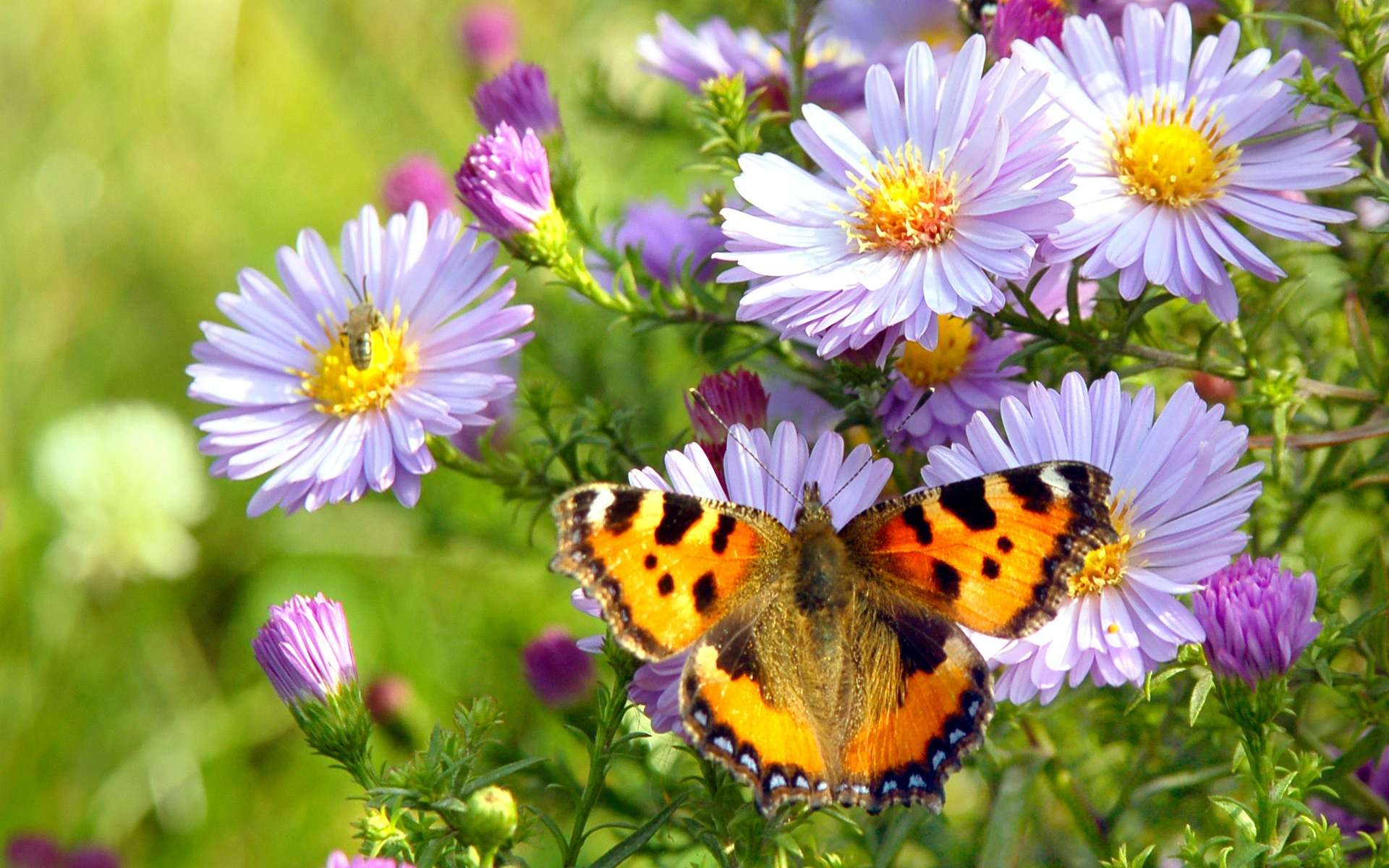 577057 Bildschirmschoner und Hintergrundbilder Schmetterlinge auf Ihrem Telefon. Laden Sie  Bilder kostenlos herunter