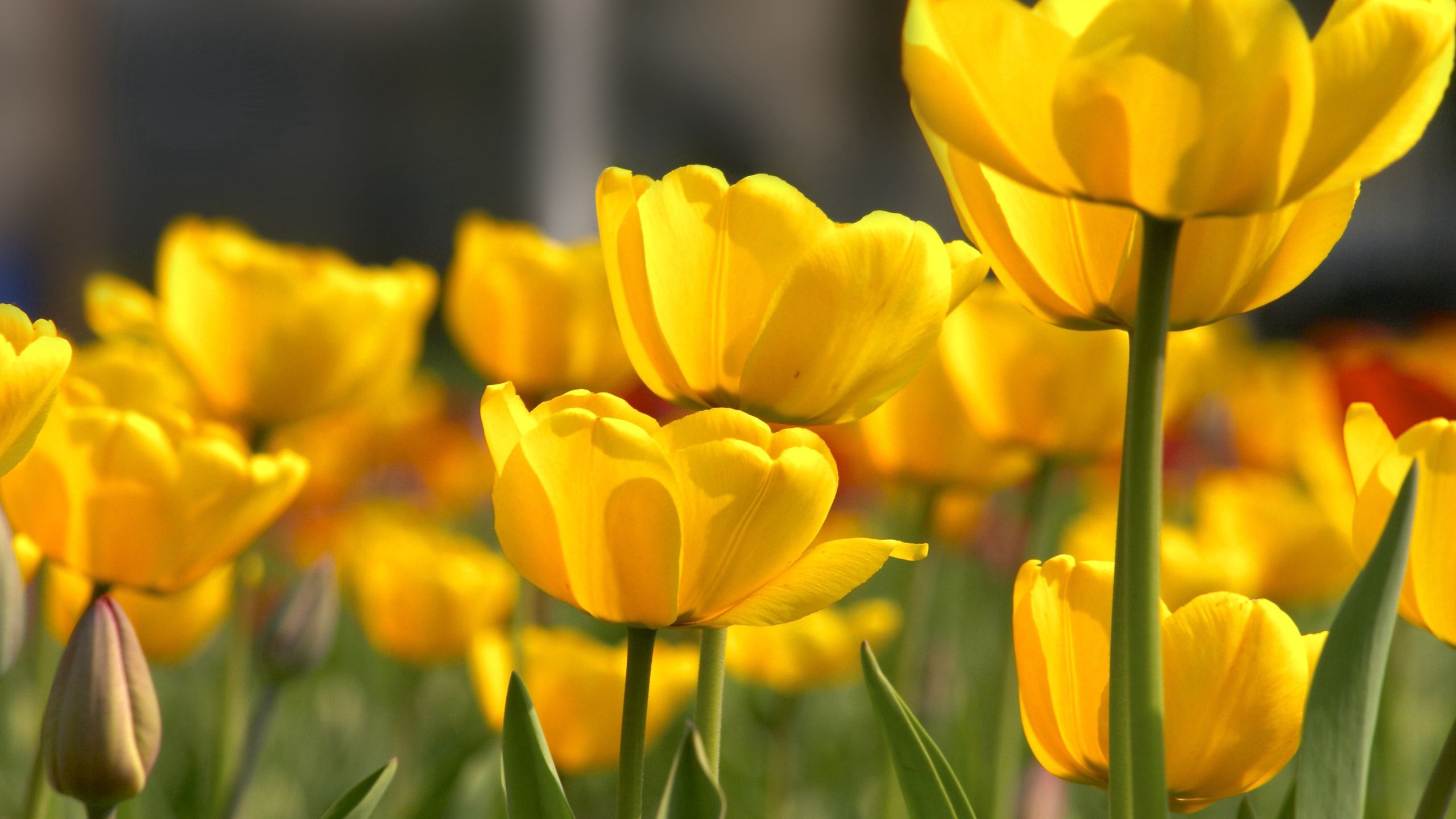 63184 descargar fondo de pantalla flores, tulipanes, amarillo, belleza, disuelto, suelto: protectores de pantalla e imágenes gratis