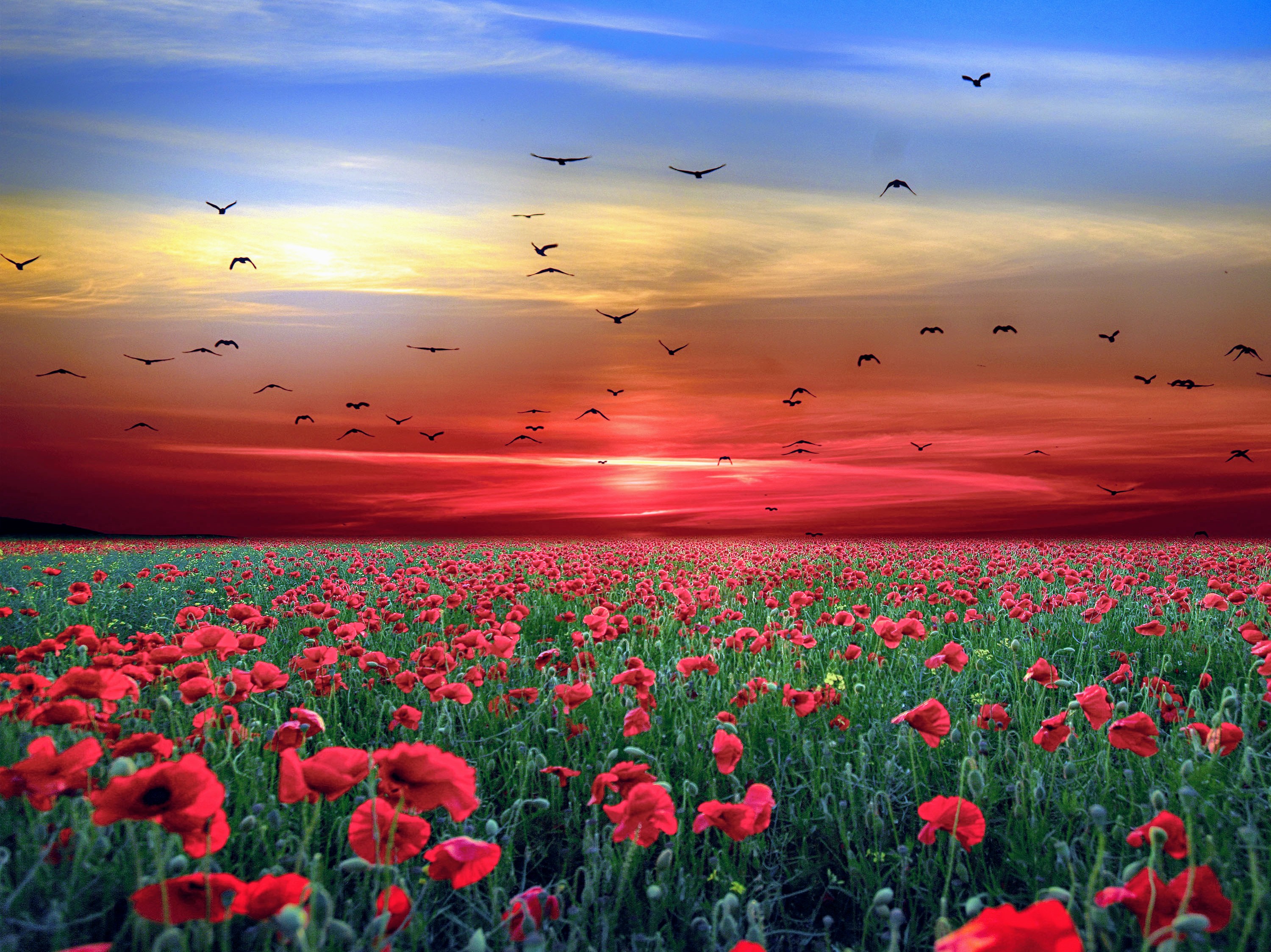 Free download wallpaper Earth, Field on your PC desktop