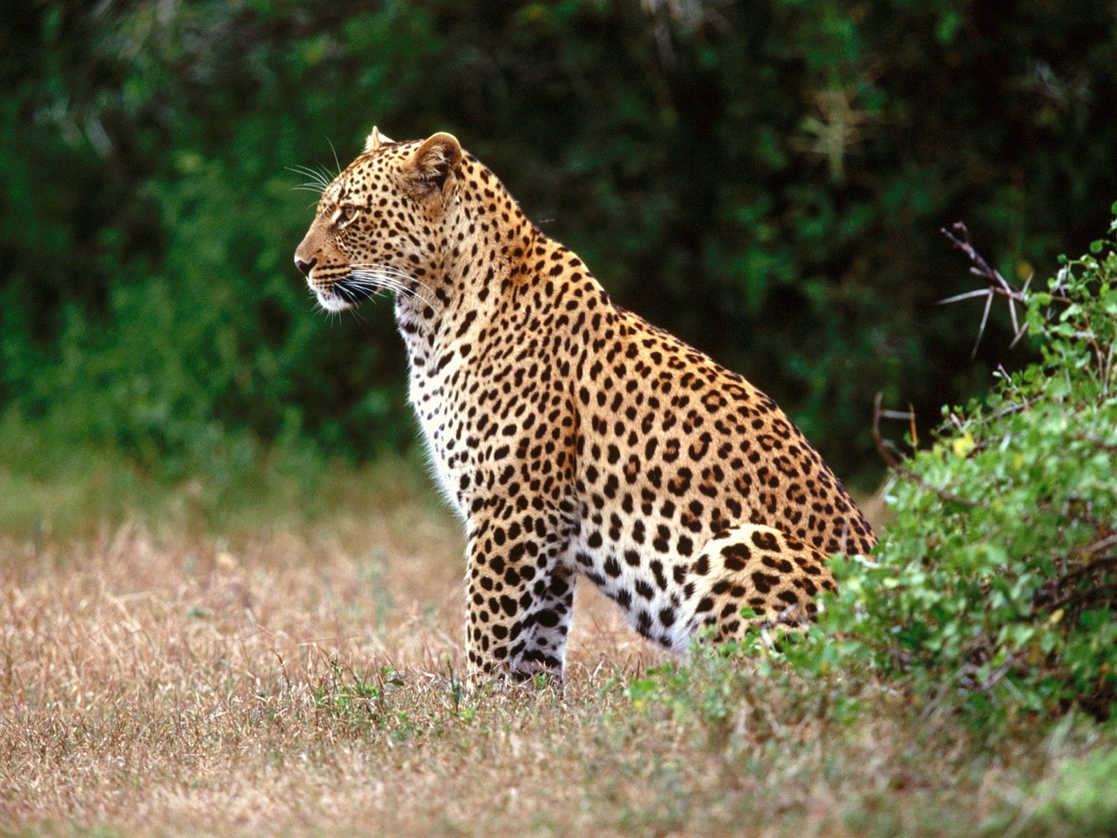 Free download wallpaper Leopard, Cats, Animal on your PC desktop