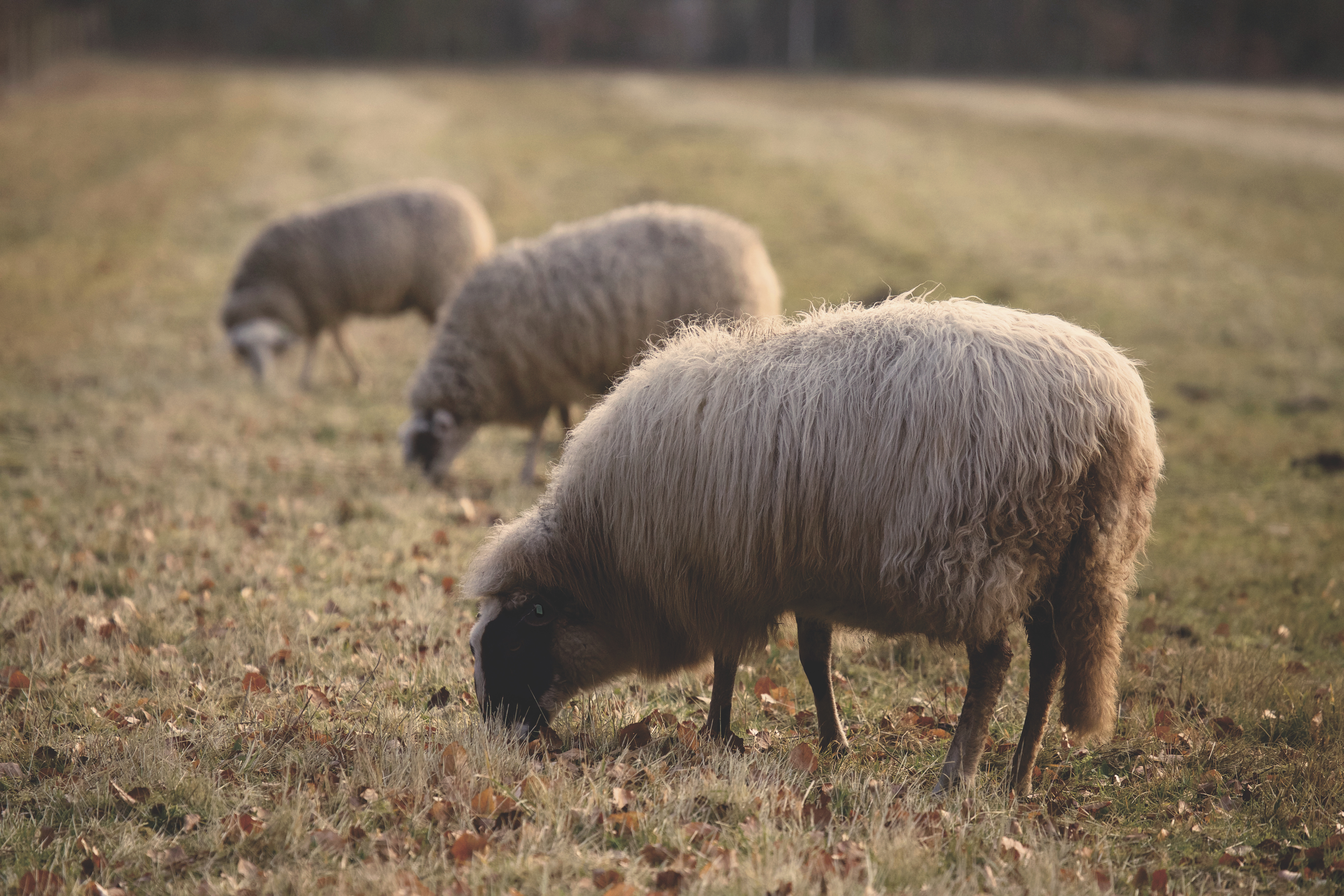 121514 descargar imagen animales, oveja, granja, pastar, pasto, ovejas: fondos de pantalla y protectores de pantalla gratis