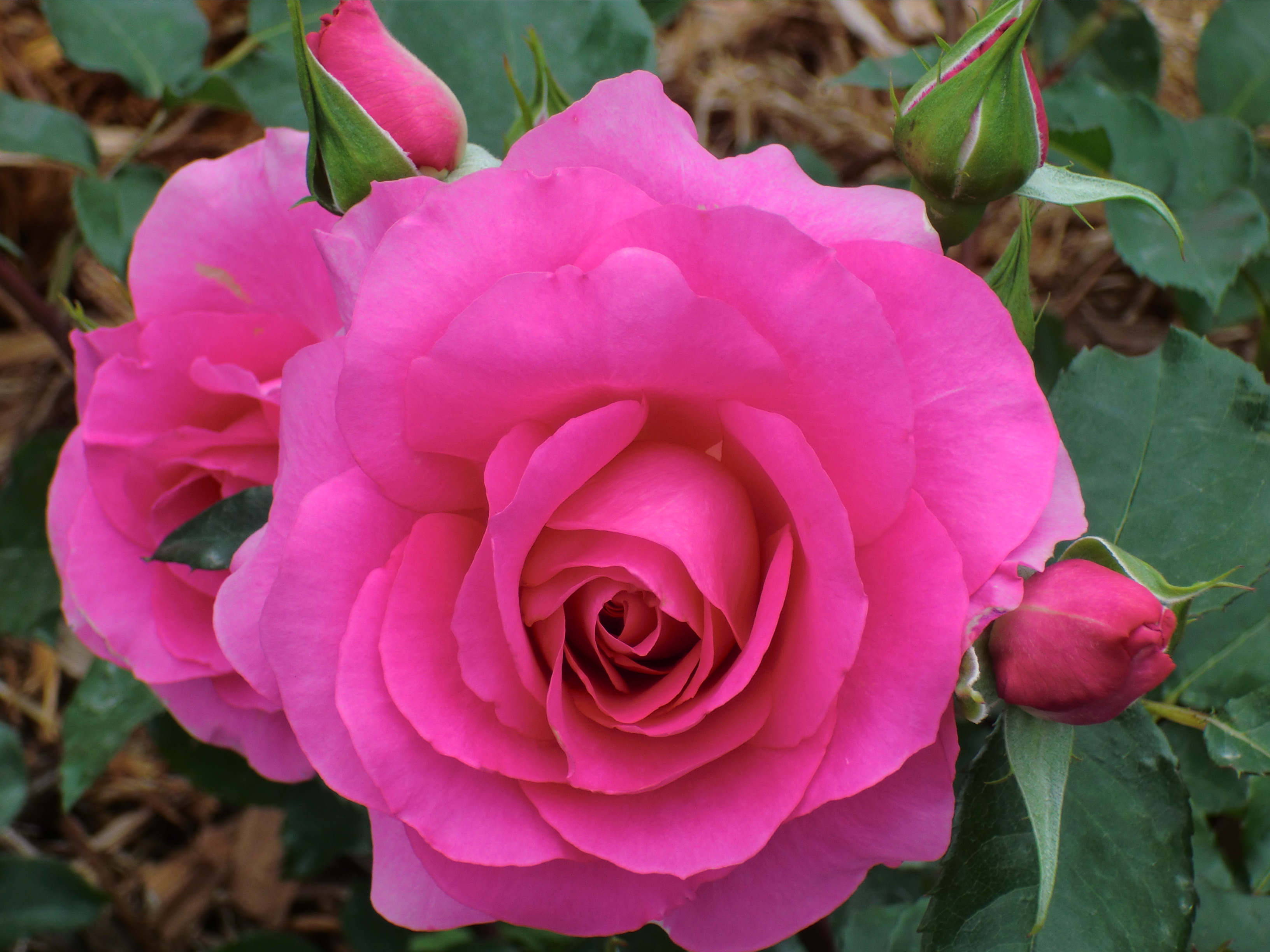 Téléchargez gratuitement l'image Fleurs, Rose, Terre/nature sur le bureau de votre PC