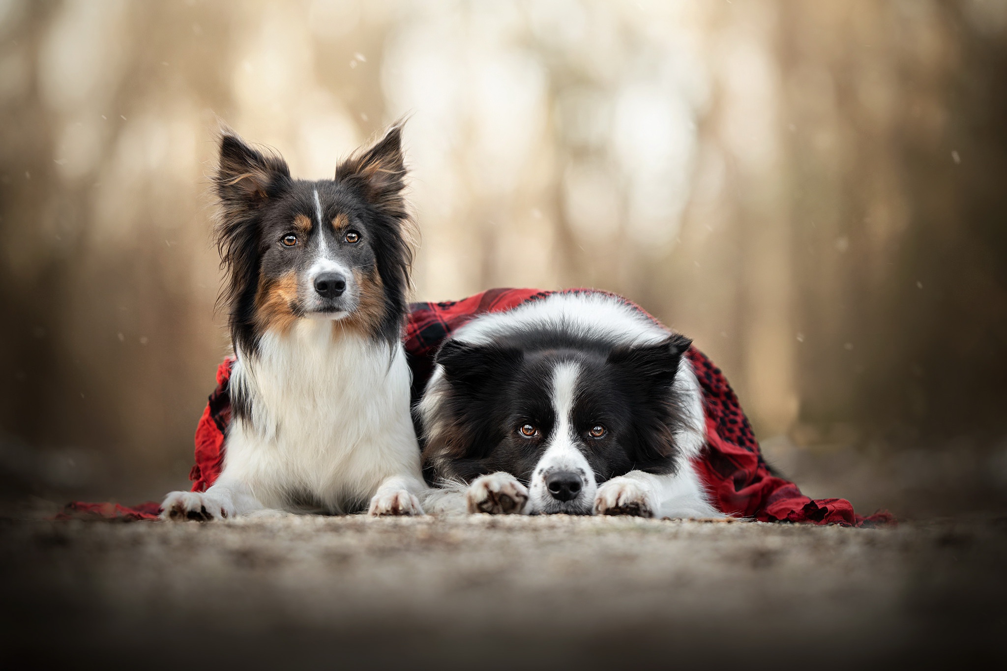 Handy-Wallpaper Tiere, Hunde, Hund, Border Collie, Tiefenschärfe kostenlos herunterladen.