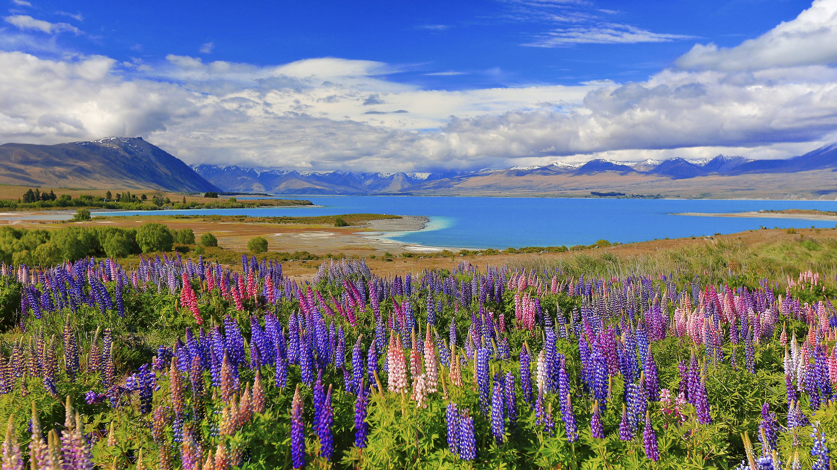 Download mobile wallpaper Landscape, Lake, Flower, New Zealand, Earth, Lupine for free.