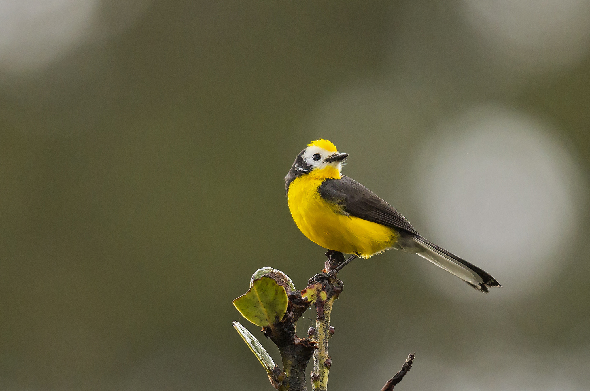 Baixar papel de parede para celular de Animais, Aves, Pássaro gratuito.