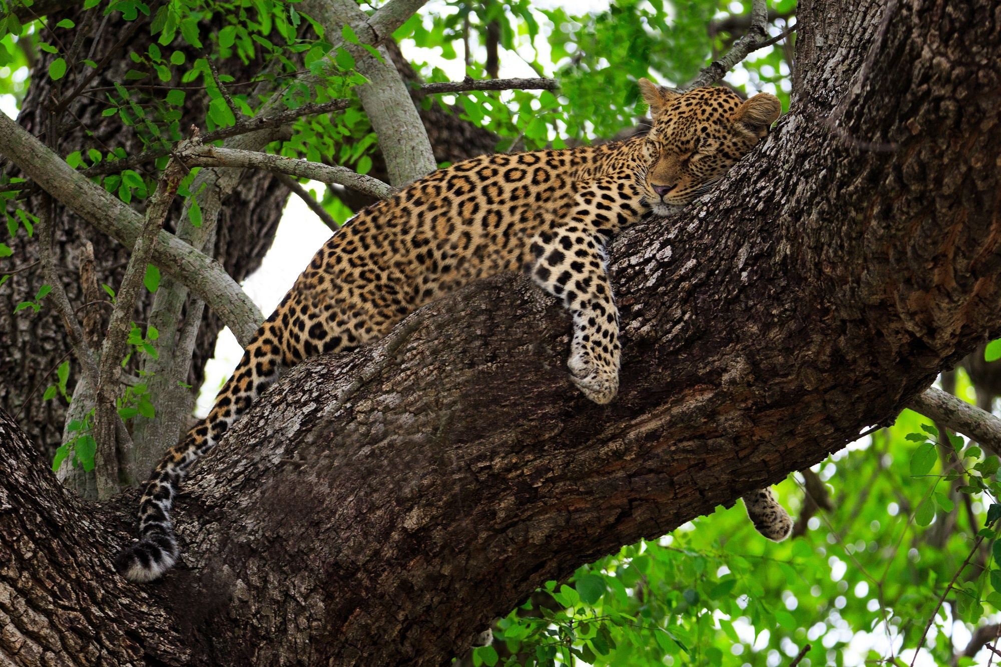 Laden Sie das Tiere, Katzen, Leopard, Schlafen-Bild kostenlos auf Ihren PC-Desktop herunter