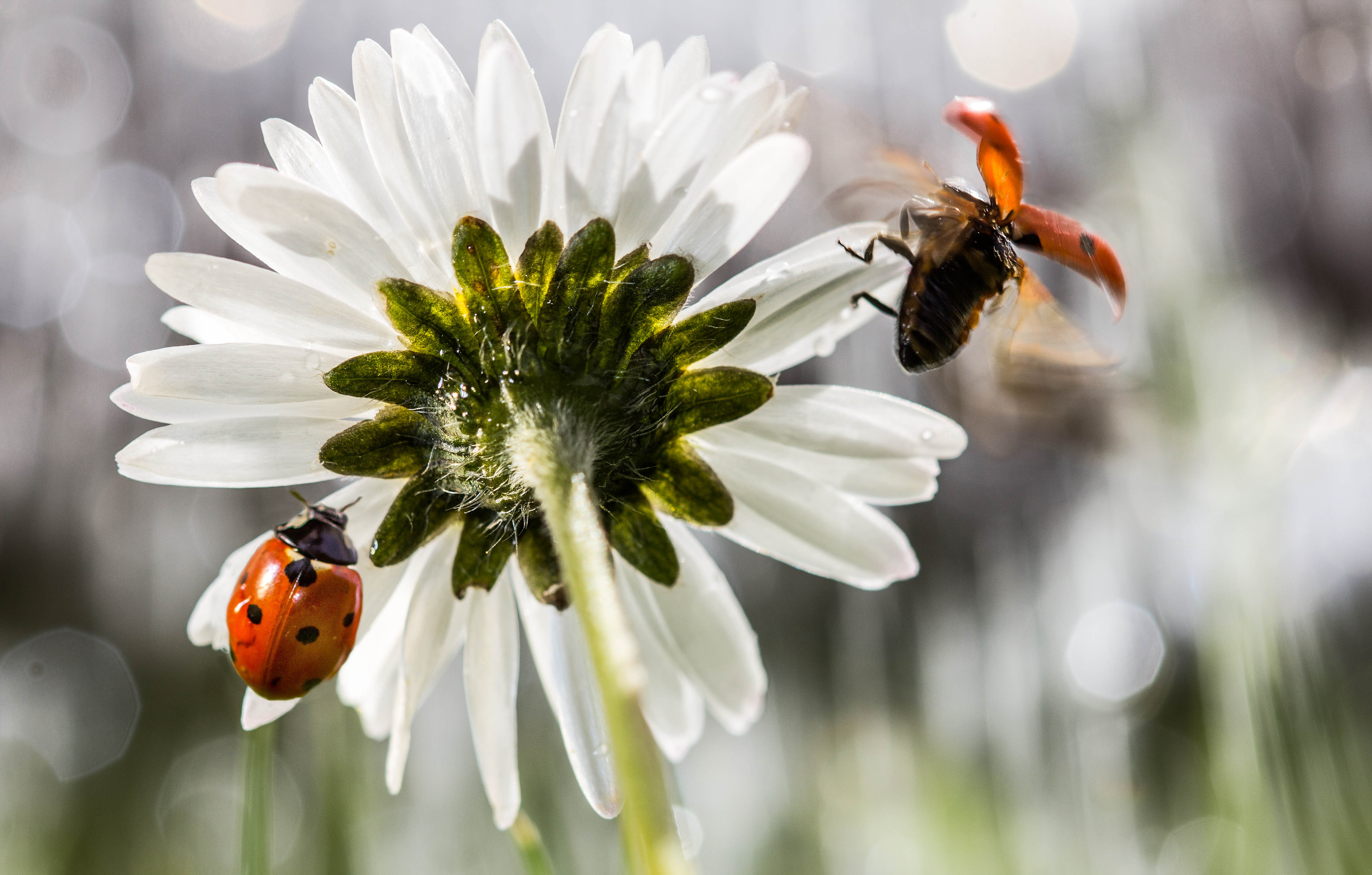 Download mobile wallpaper Flower, Insect, Animal, Ladybug, Bokeh, White Flower for free.