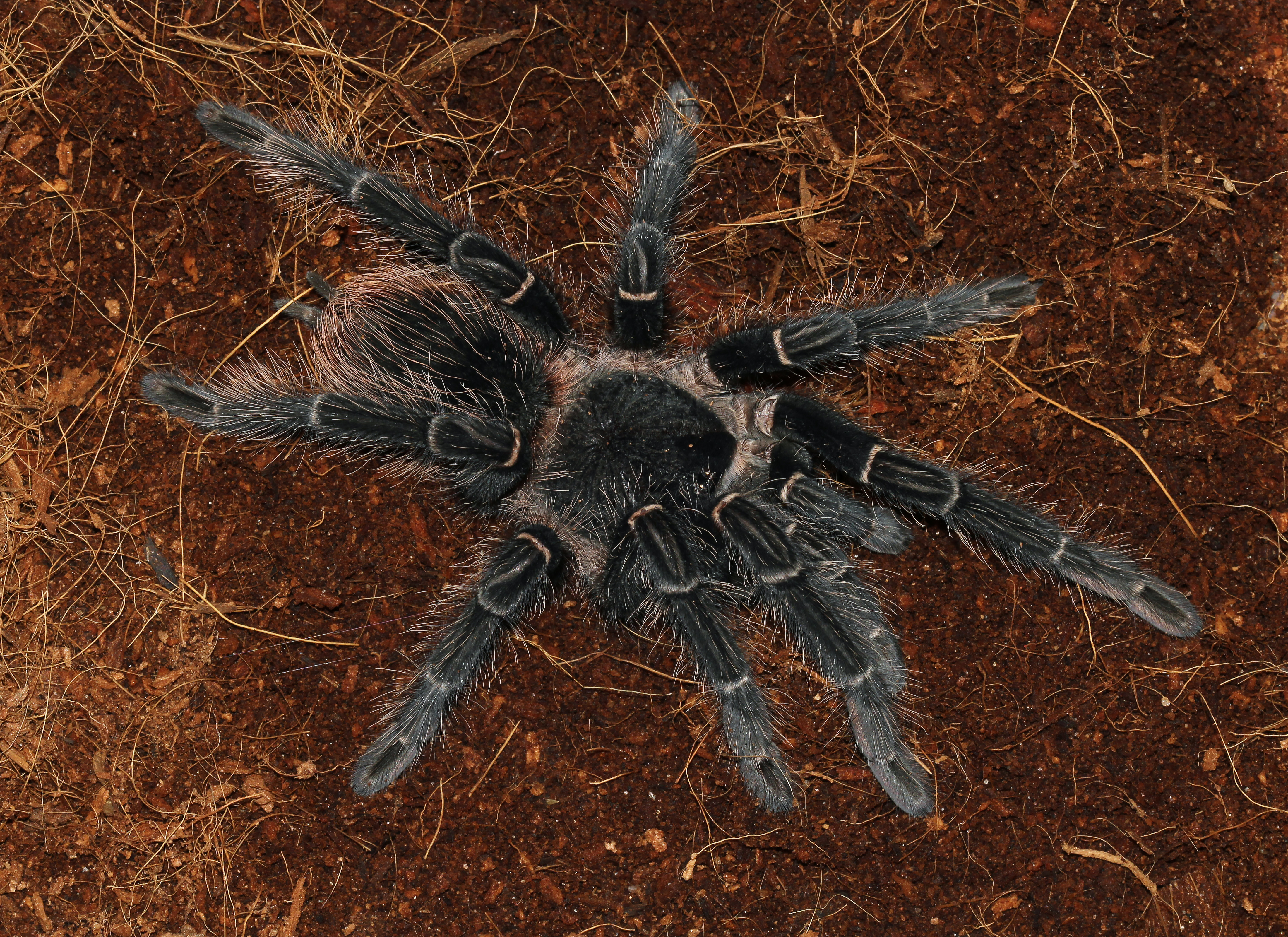 426652 descargar imagen animales, tarántula, arácnido, araña, arañas: fondos de pantalla y protectores de pantalla gratis
