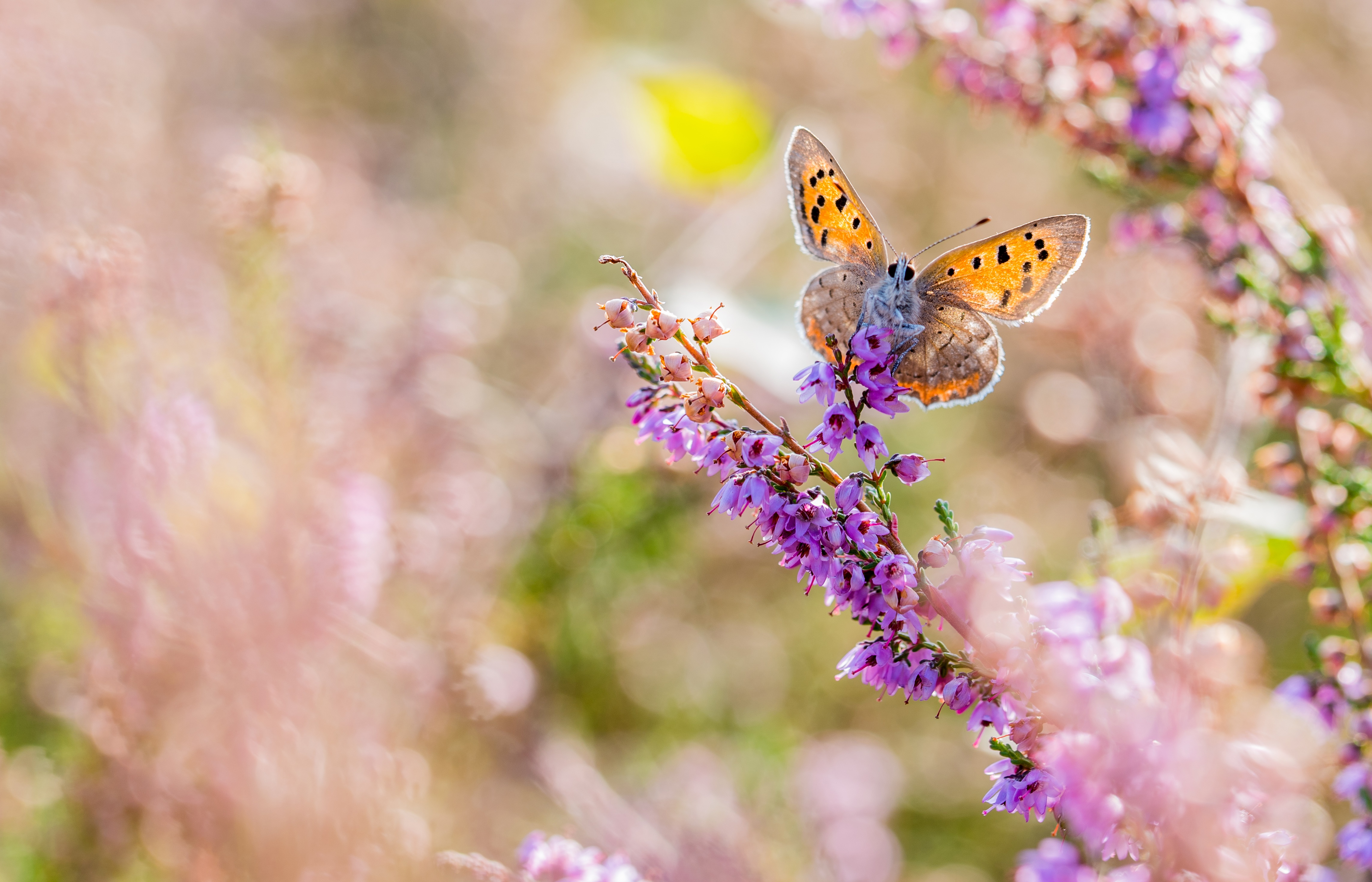 Free download wallpaper Flower, Macro, Blur, Insect, Butterfly, Animal, Purple Flower on your PC desktop